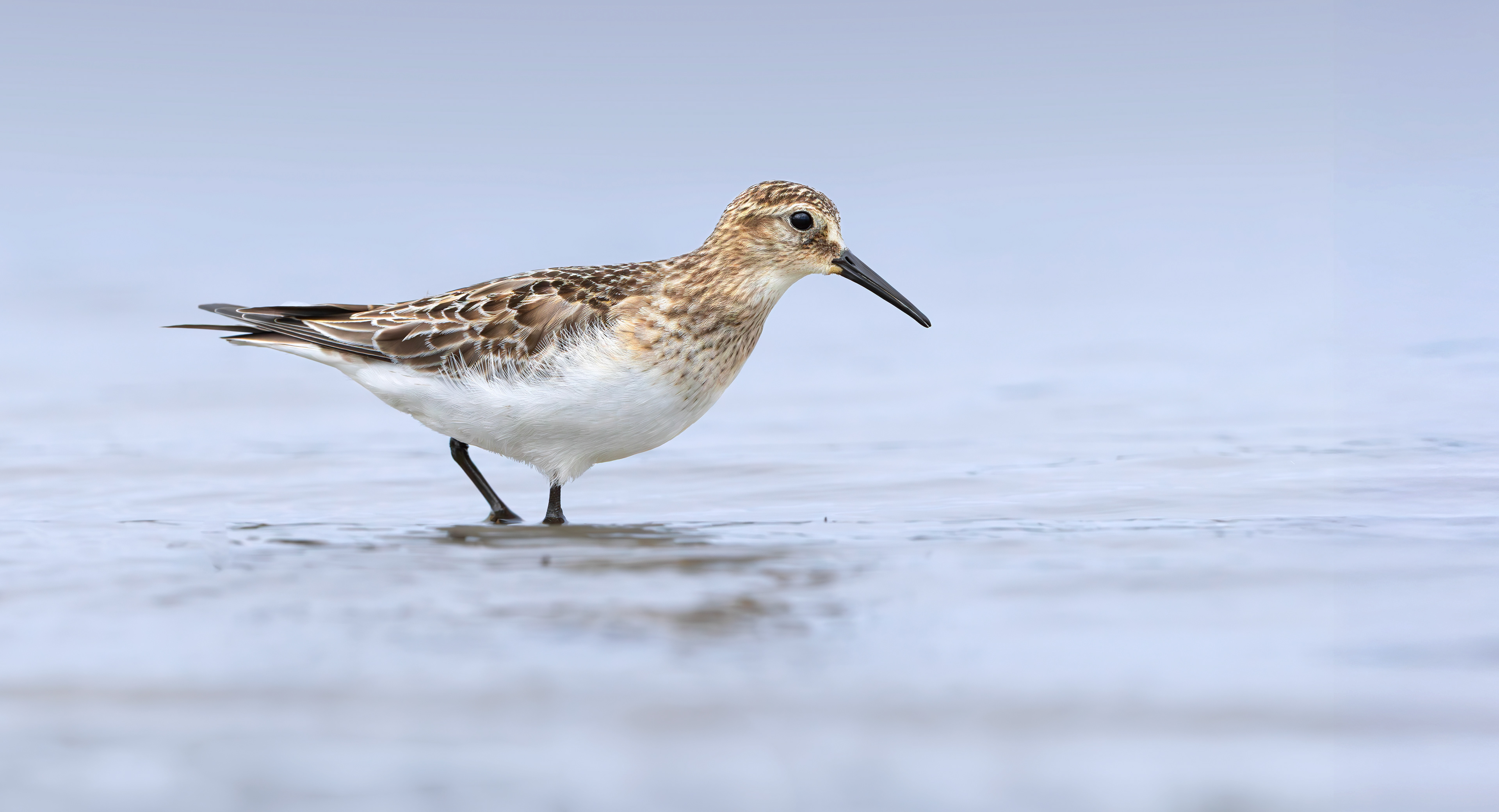 Baird's Sandpiper, Rutland Water, Leicestershire & Rutland