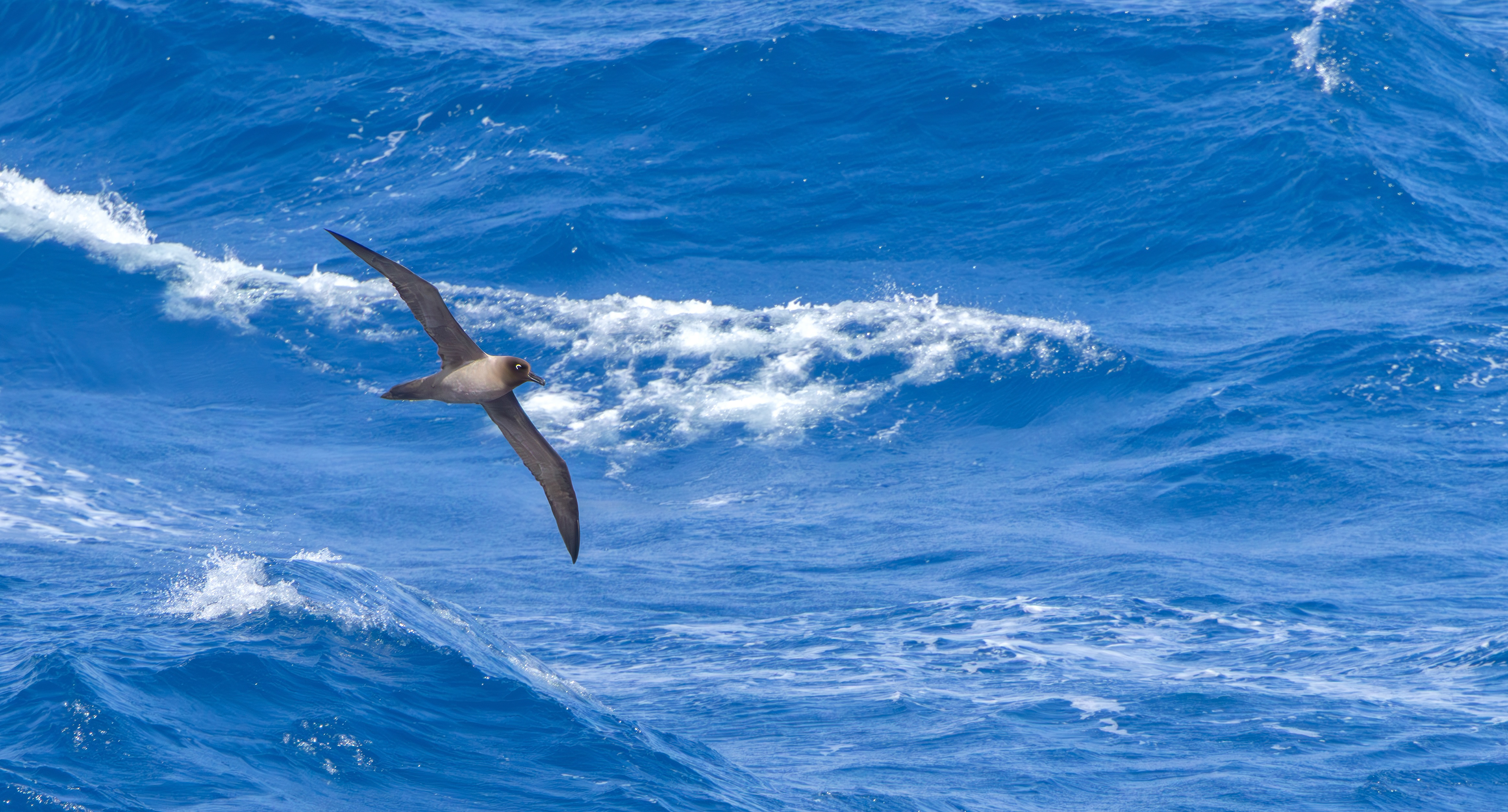 Light-mantled Albatross