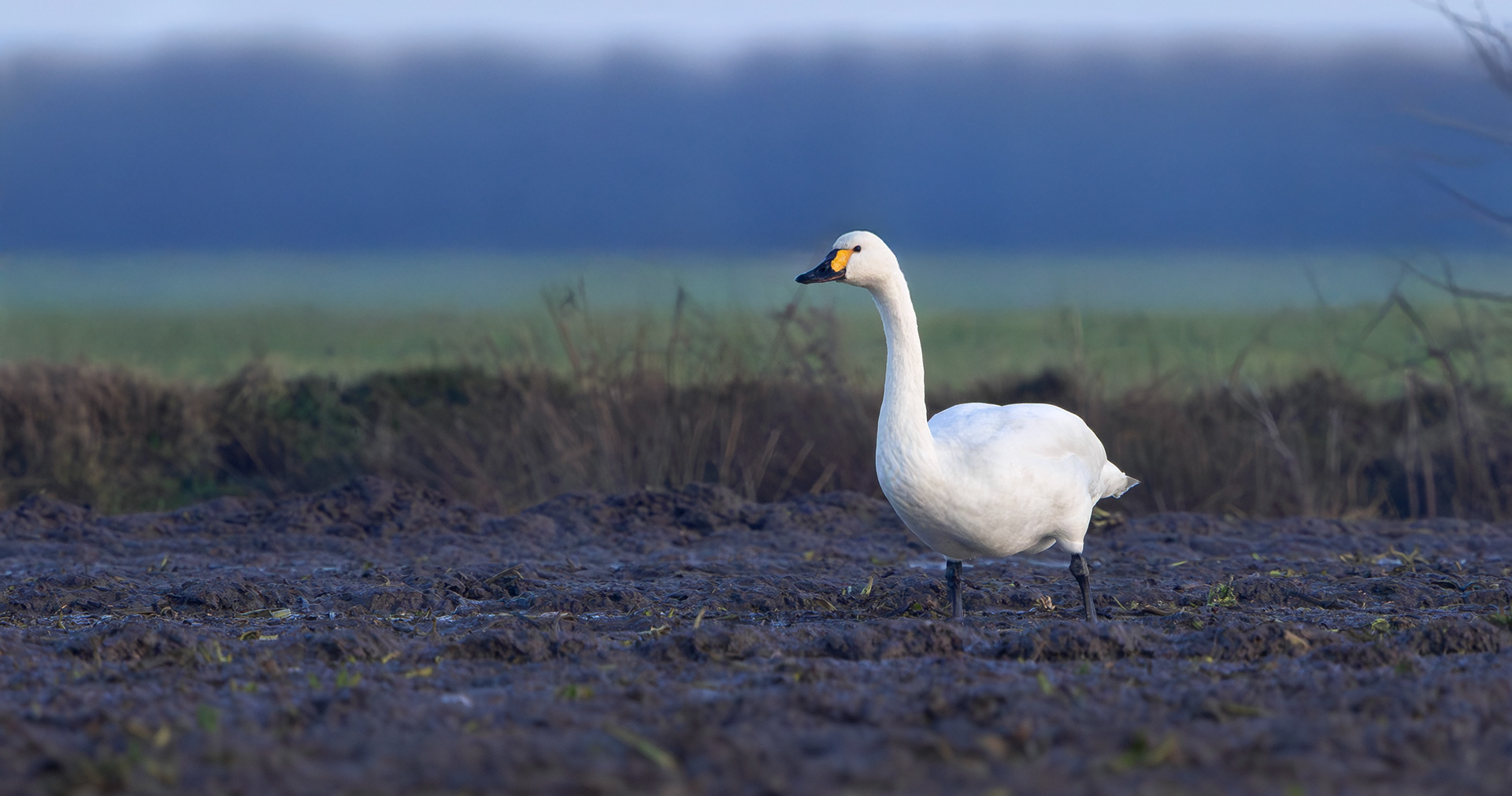 Bewick's Swan, Texel