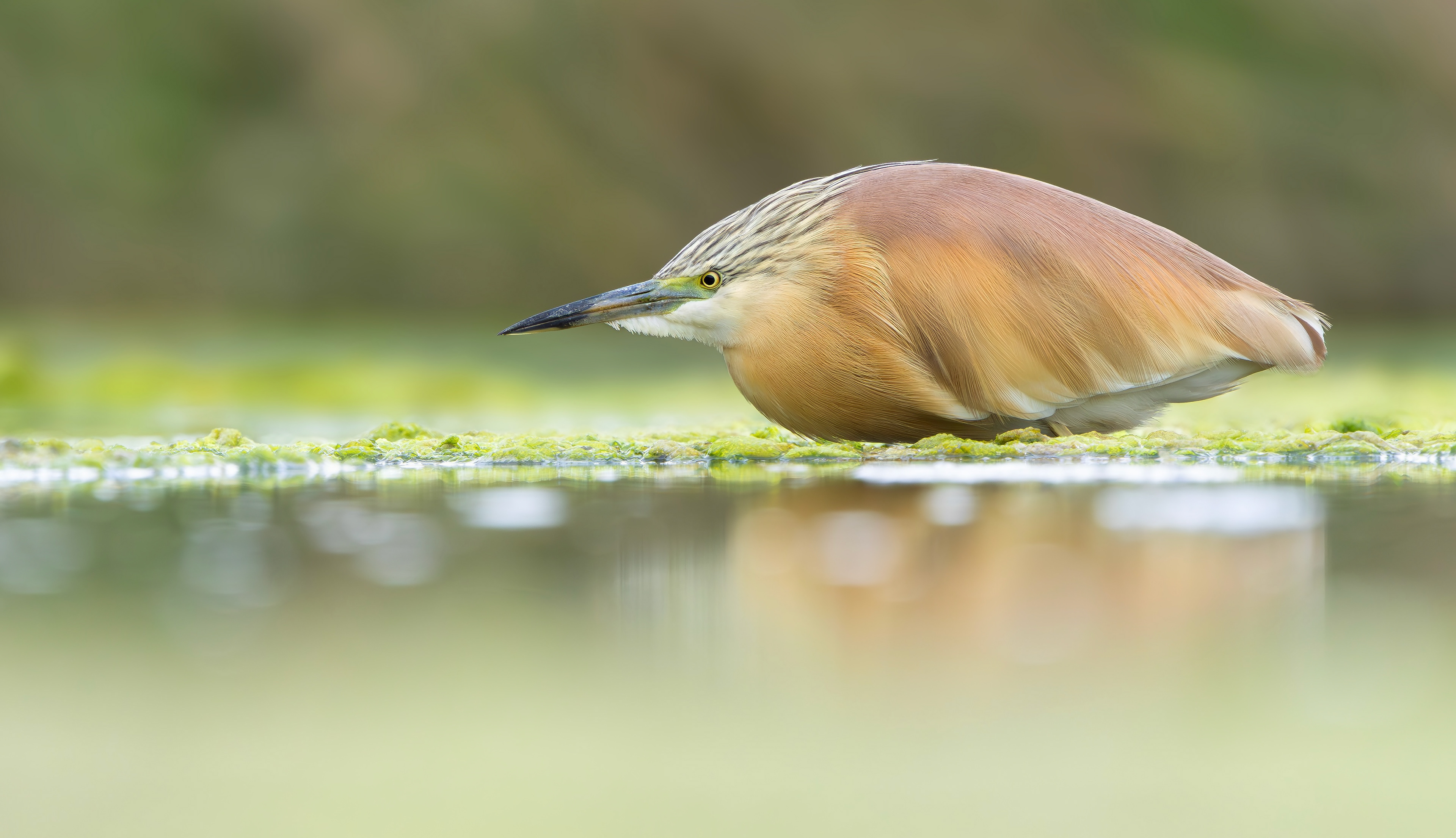 Squacco Heron, Lesvos