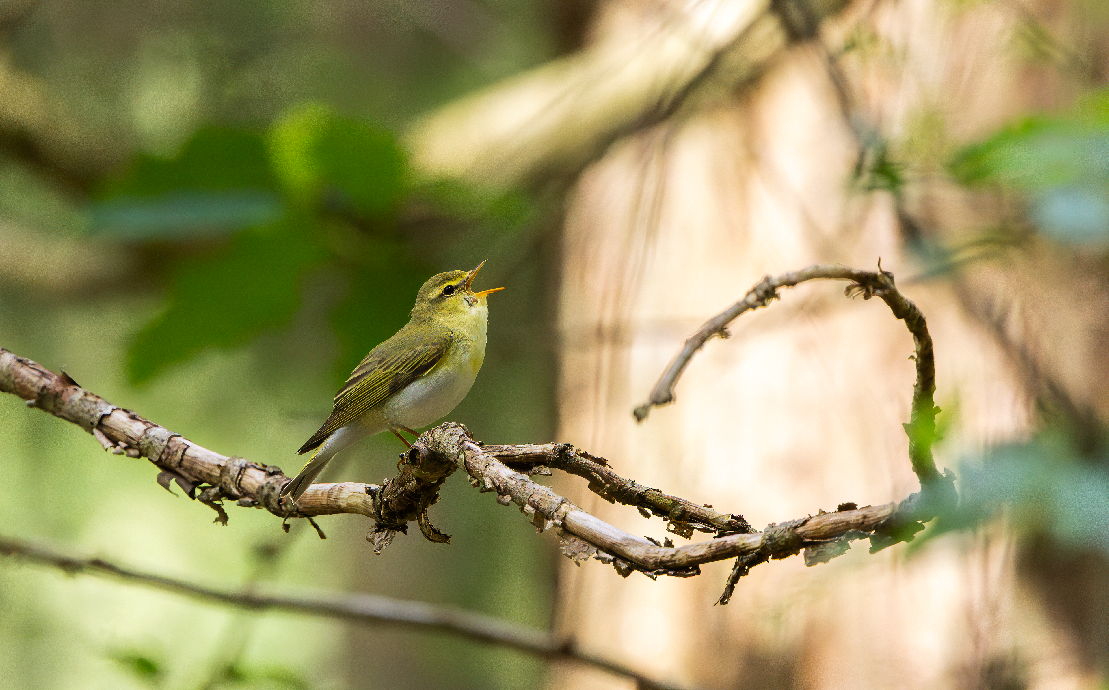 Wood Warbler, Wyre Forest, Worcestershire