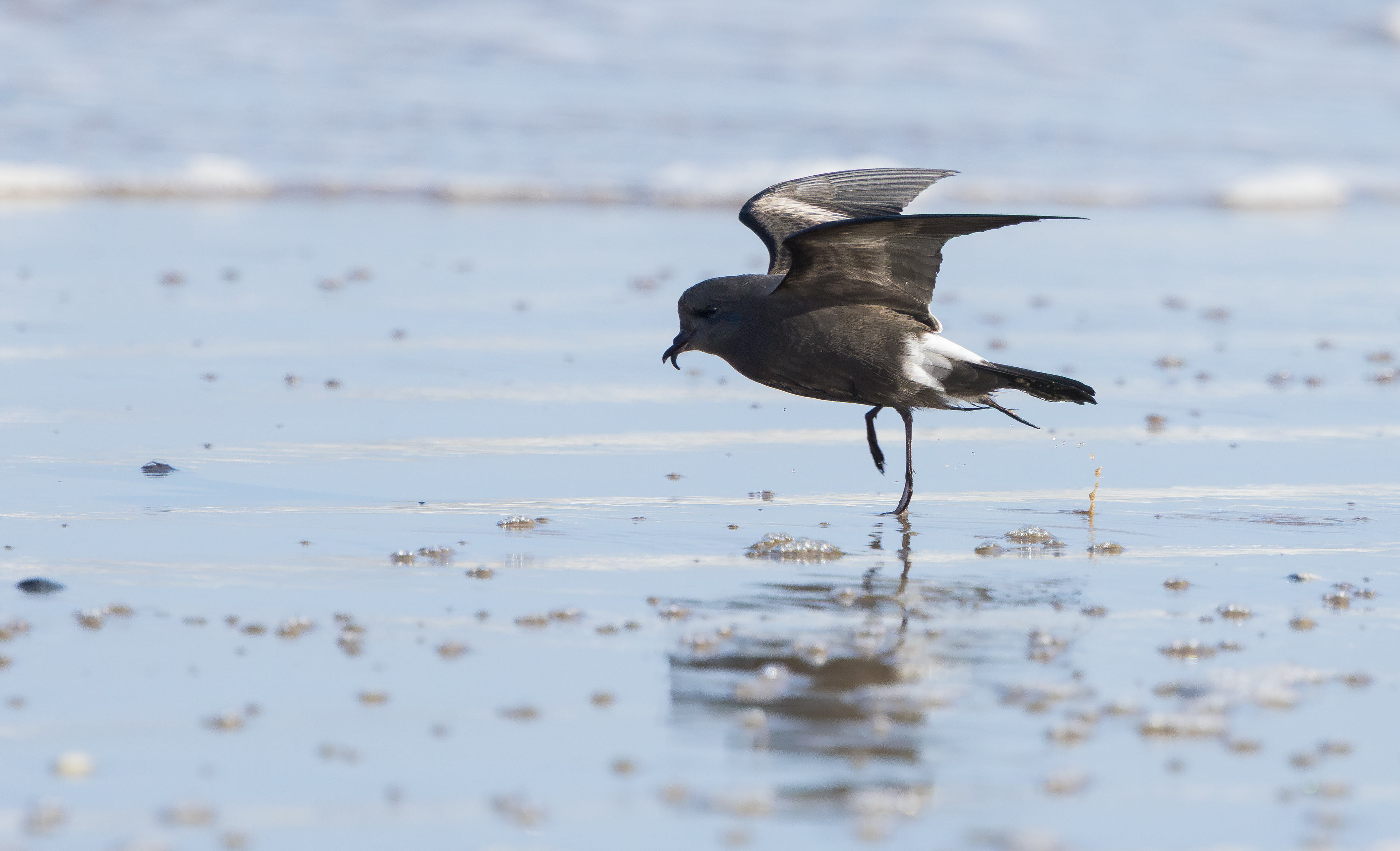 Leach's Storm Petrel, Wallasey, Cheshire