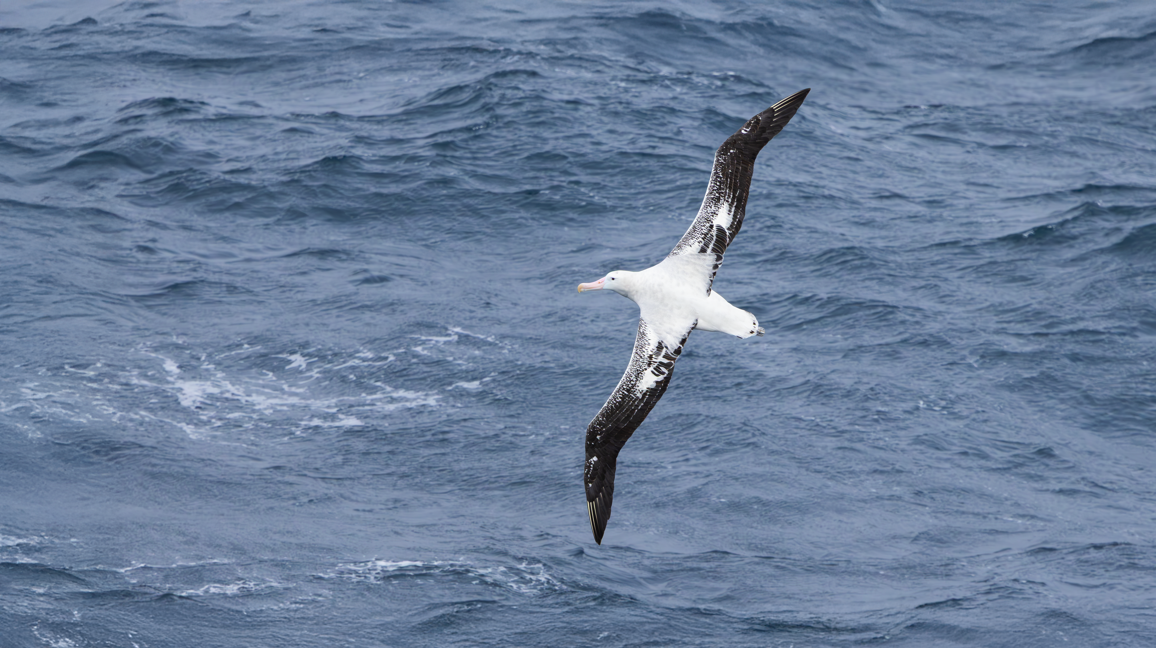 Snowy Albatross