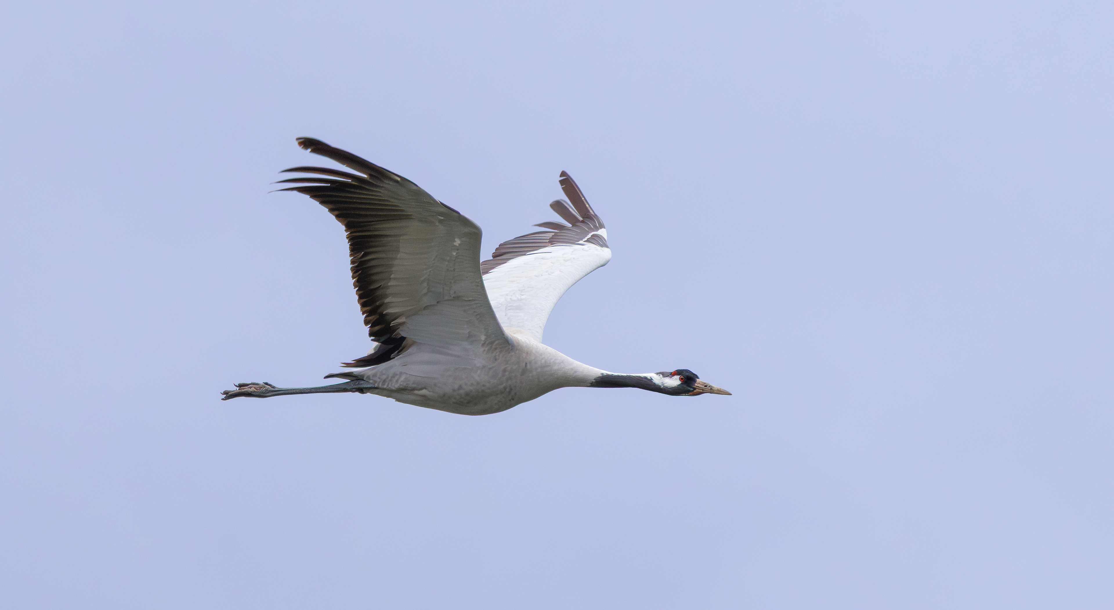 Common Crane, Willow Tree Fen LWT, Lincolnshire