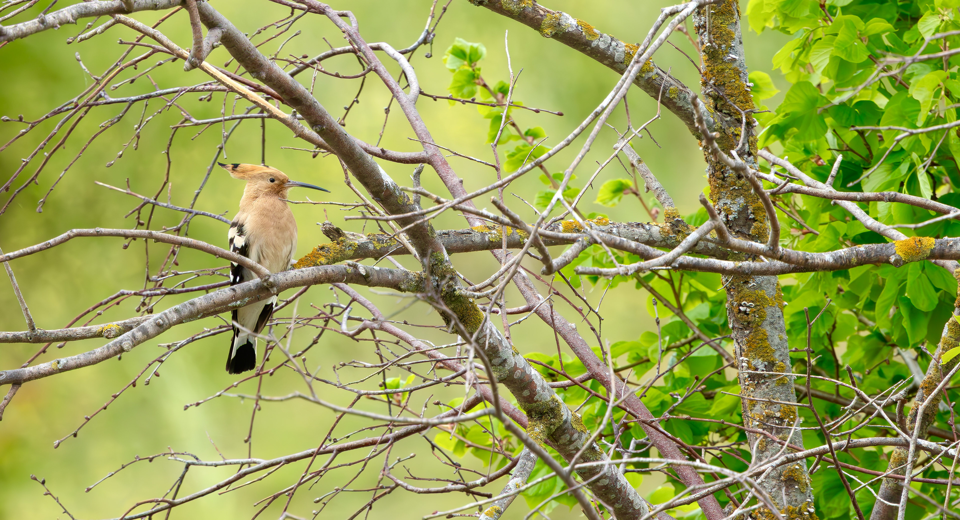 Eurasian Hoopoe