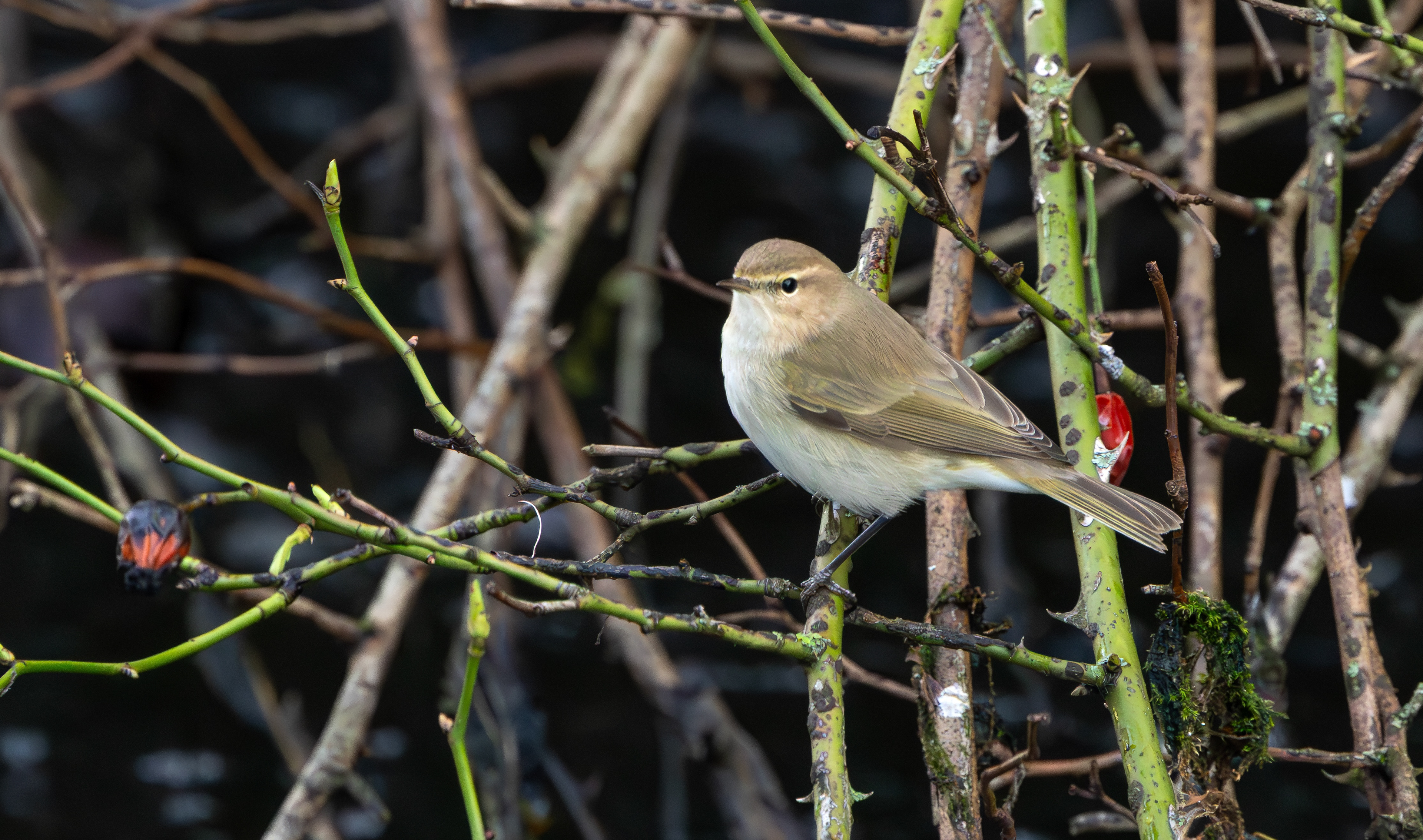 Siberian Chiffchaff, Stoke Bardolph, Nottinghamshire