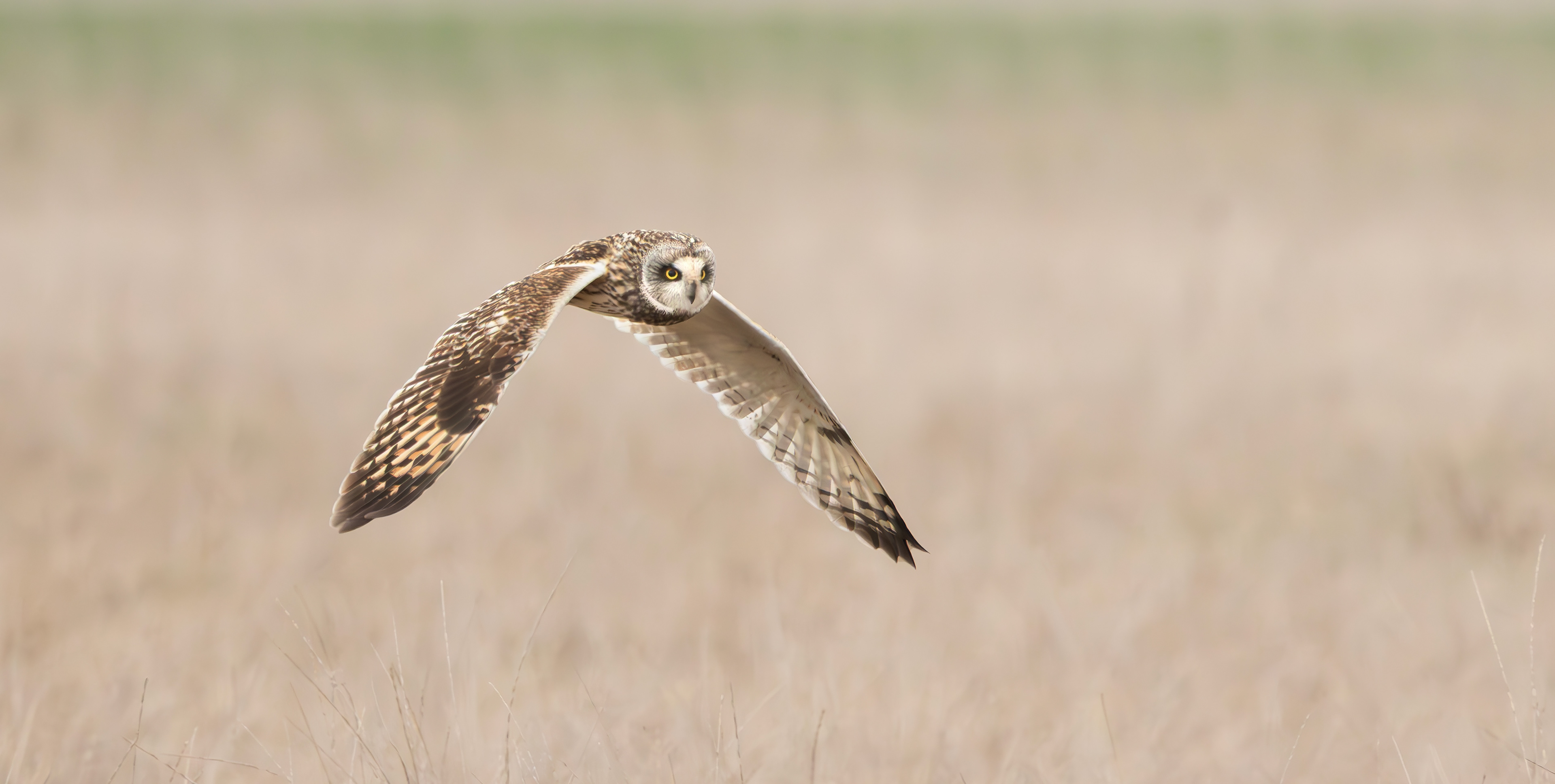 Short-eared Owl, Lincolnshire