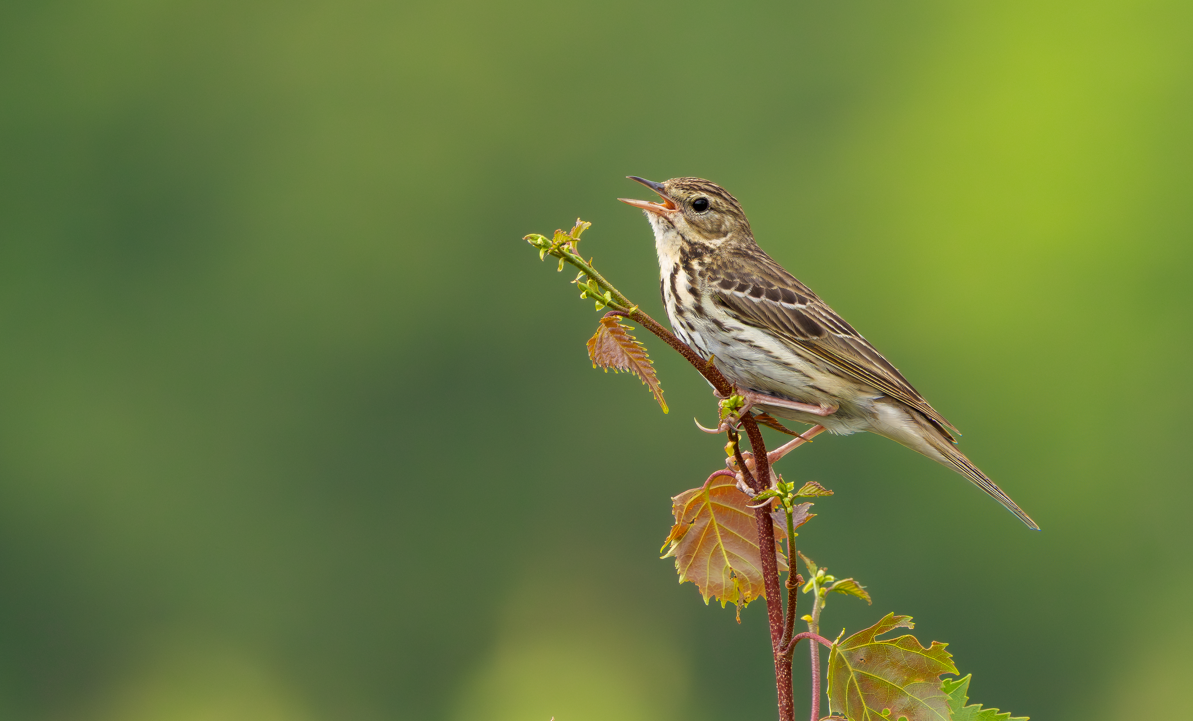 Tree Pipit, Nottinghamshire