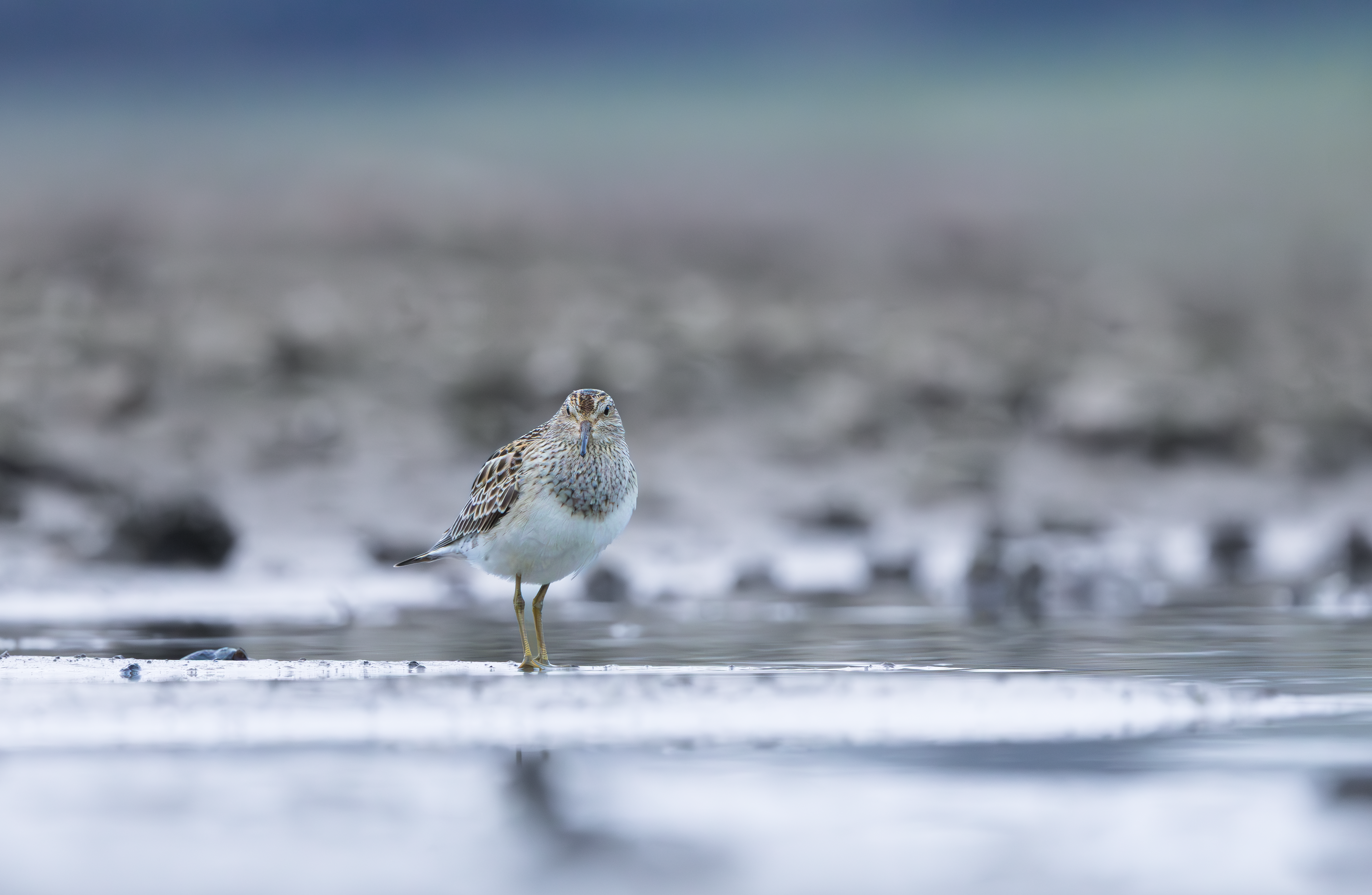 Pectoral Sandpiper, Hollowell Reservoir, Northamptonshire