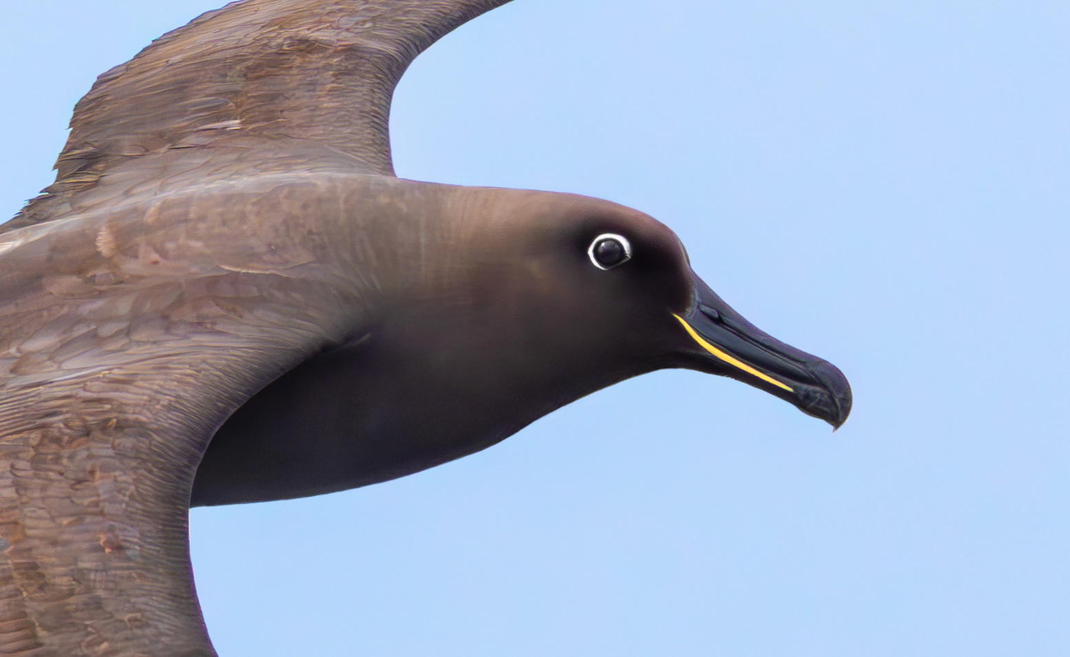 Sooty Albatross