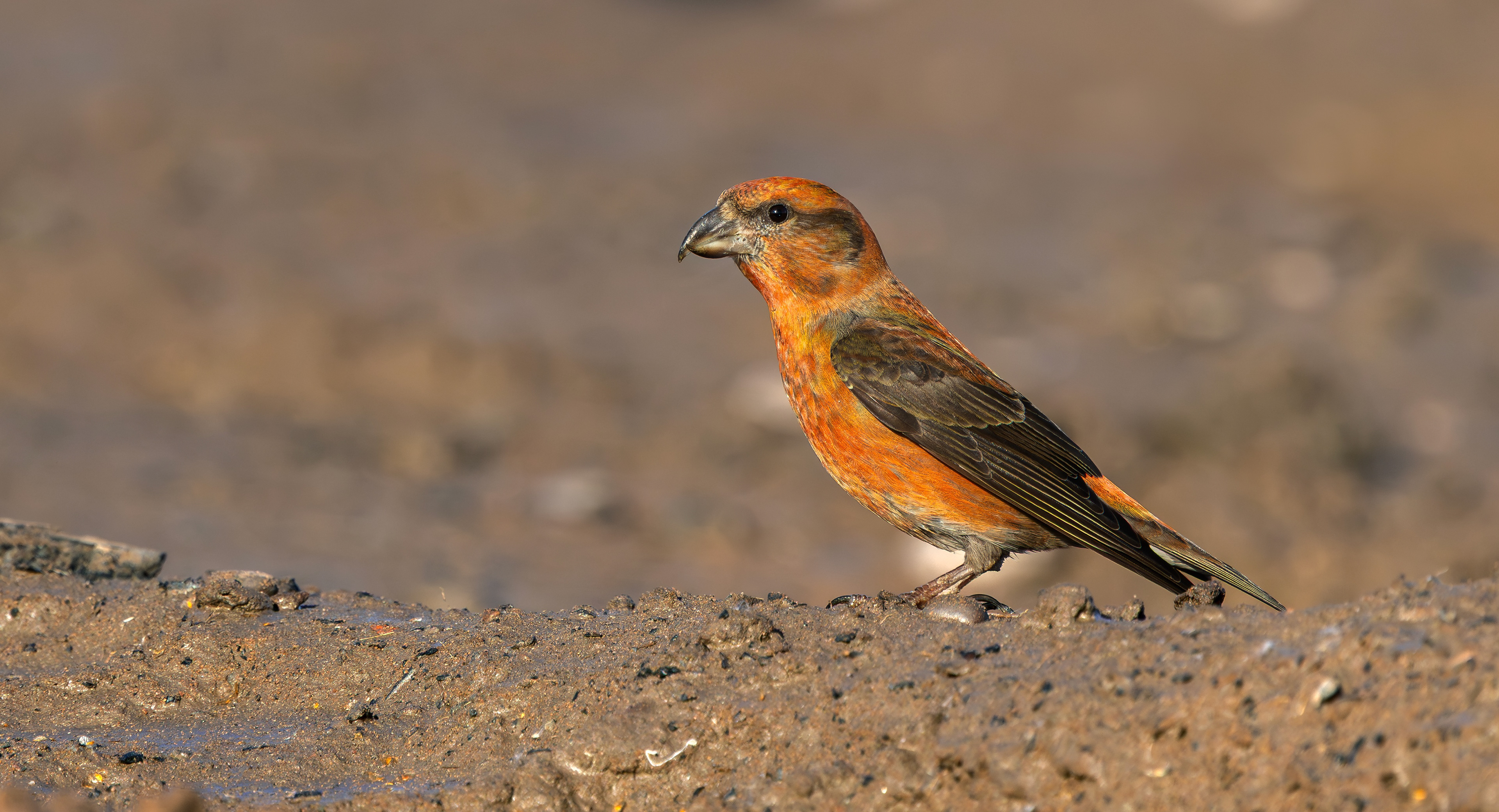 Common Crossbill, Nottinghamshire