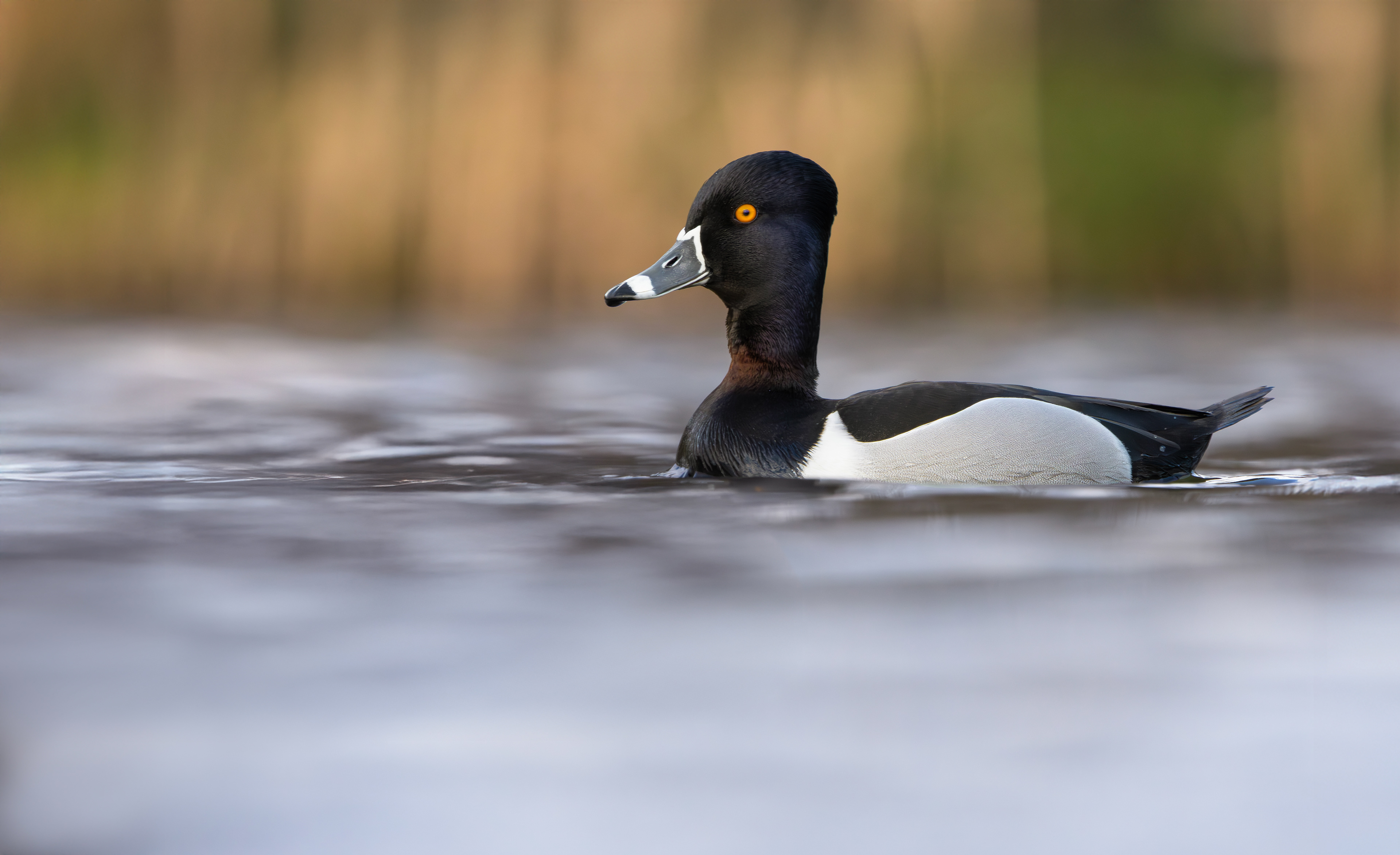 Ring-necked Duck, Codnor Park, Derbyshire