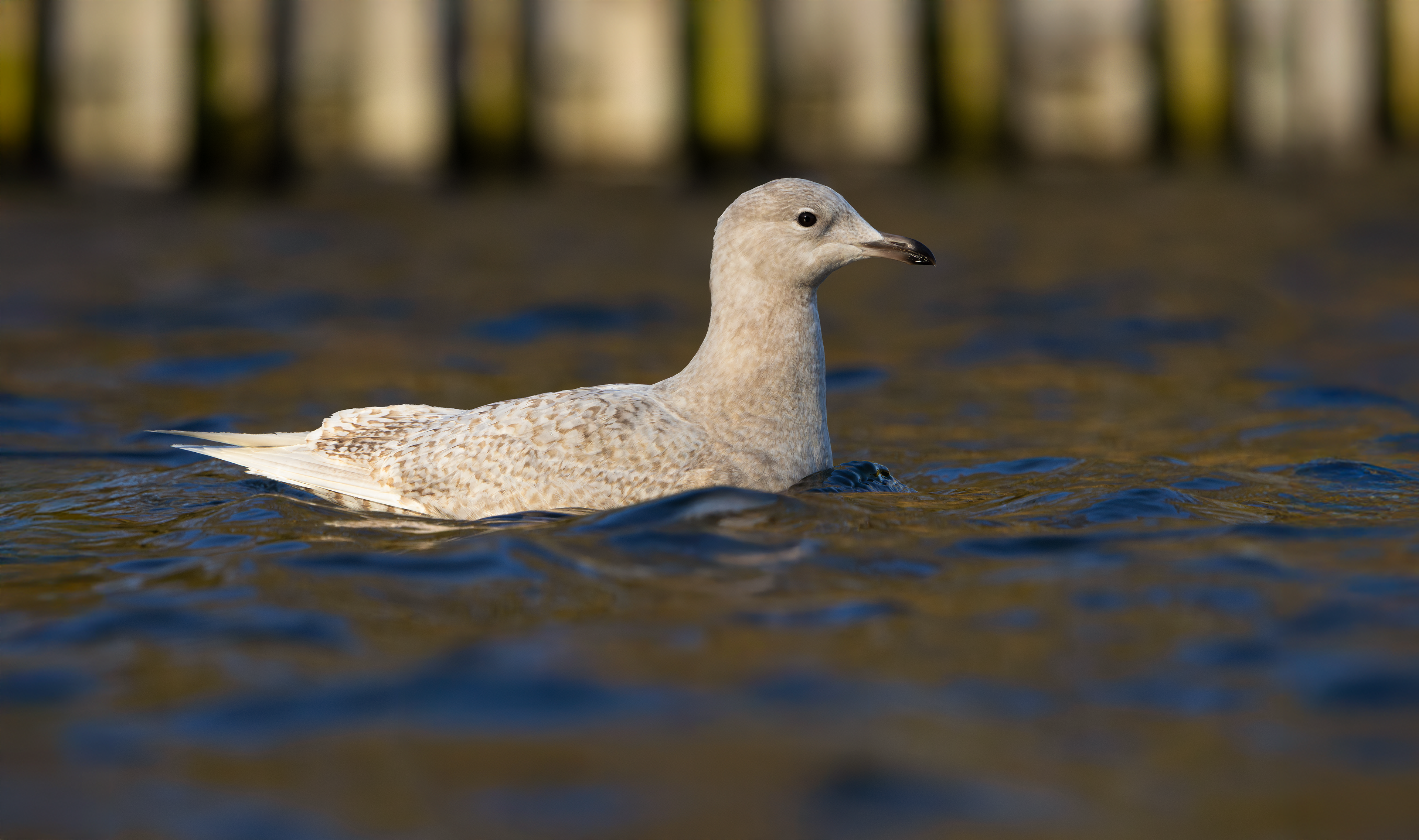 Iceland Gull, Roundhay Park, Leeds