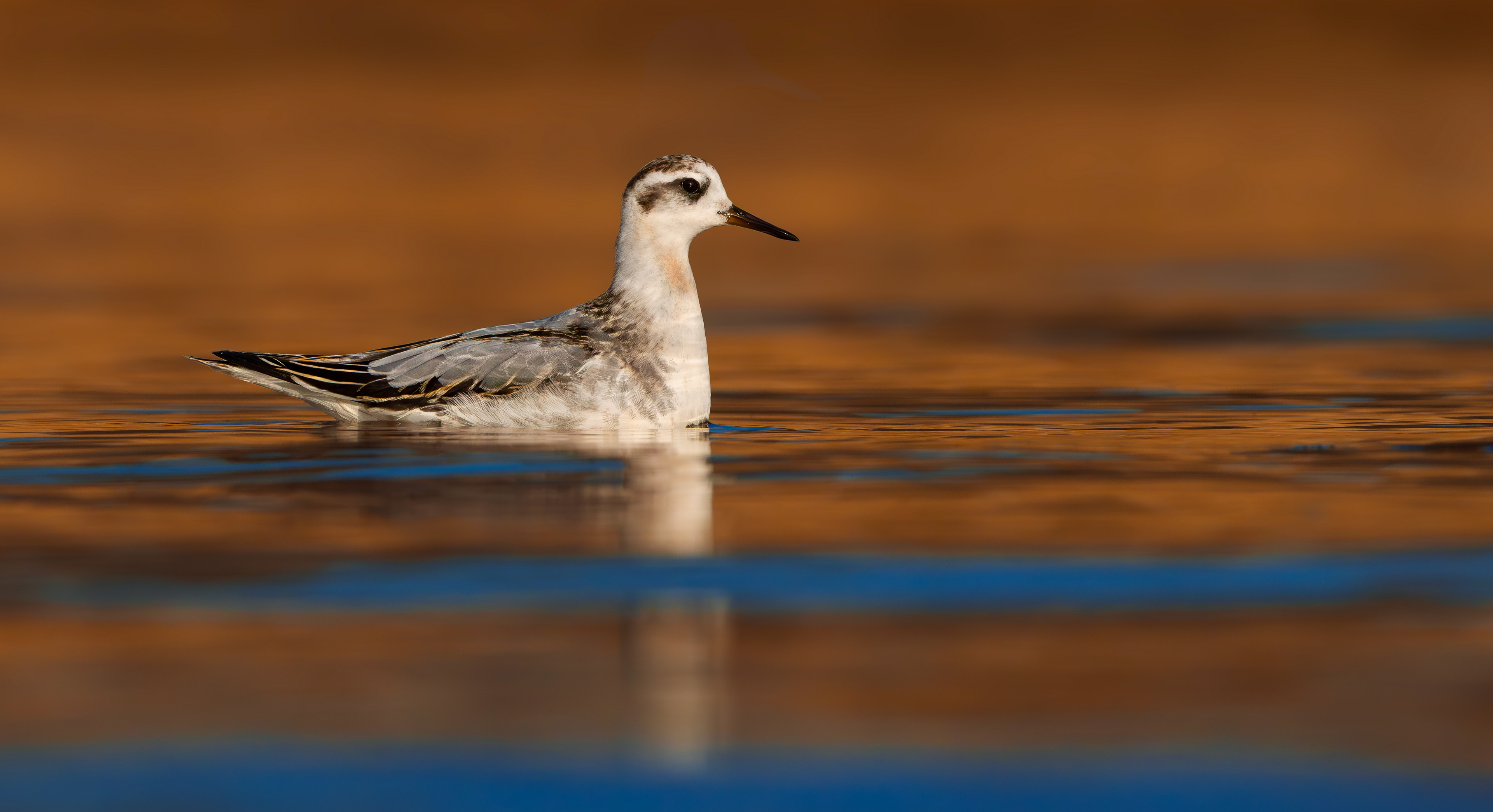 Grey Phalarope, Rutland Water, Leicestershire & Rutland