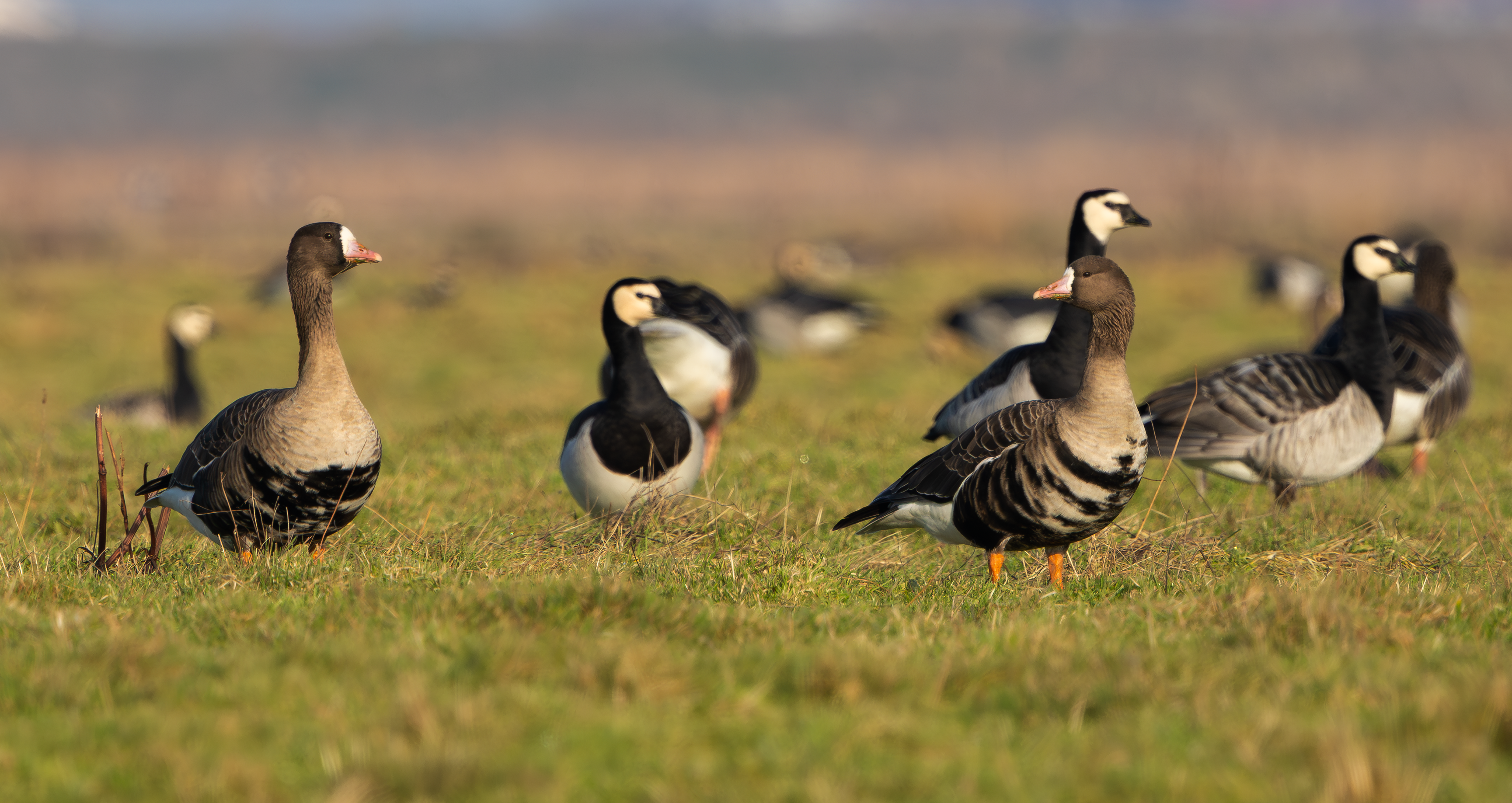 Russian White-fronted and Barnacle Geese, Texel
