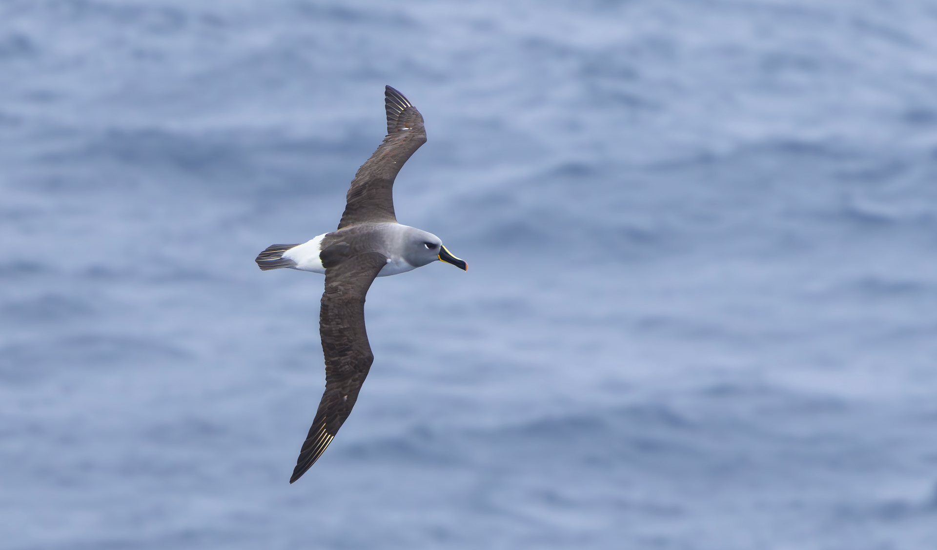 Grey-headed Albatross