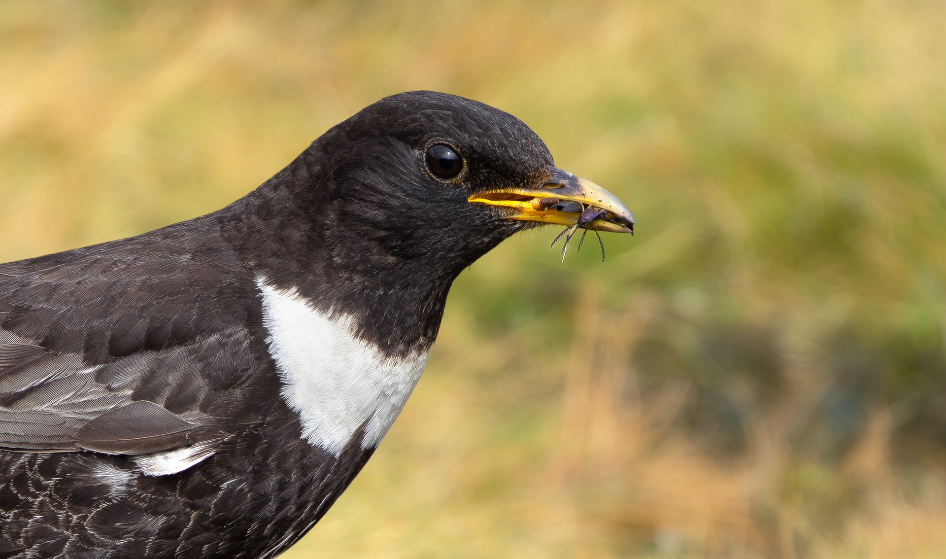 Ring Ouzel, Peak District