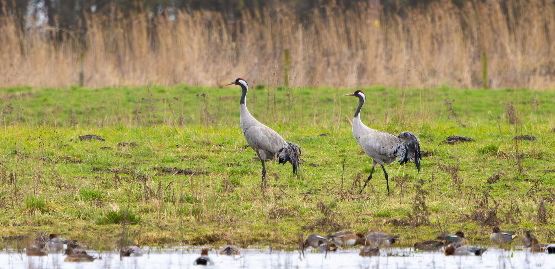 Common Cranes, Willow Tree Fen LWT, Lincolnshire