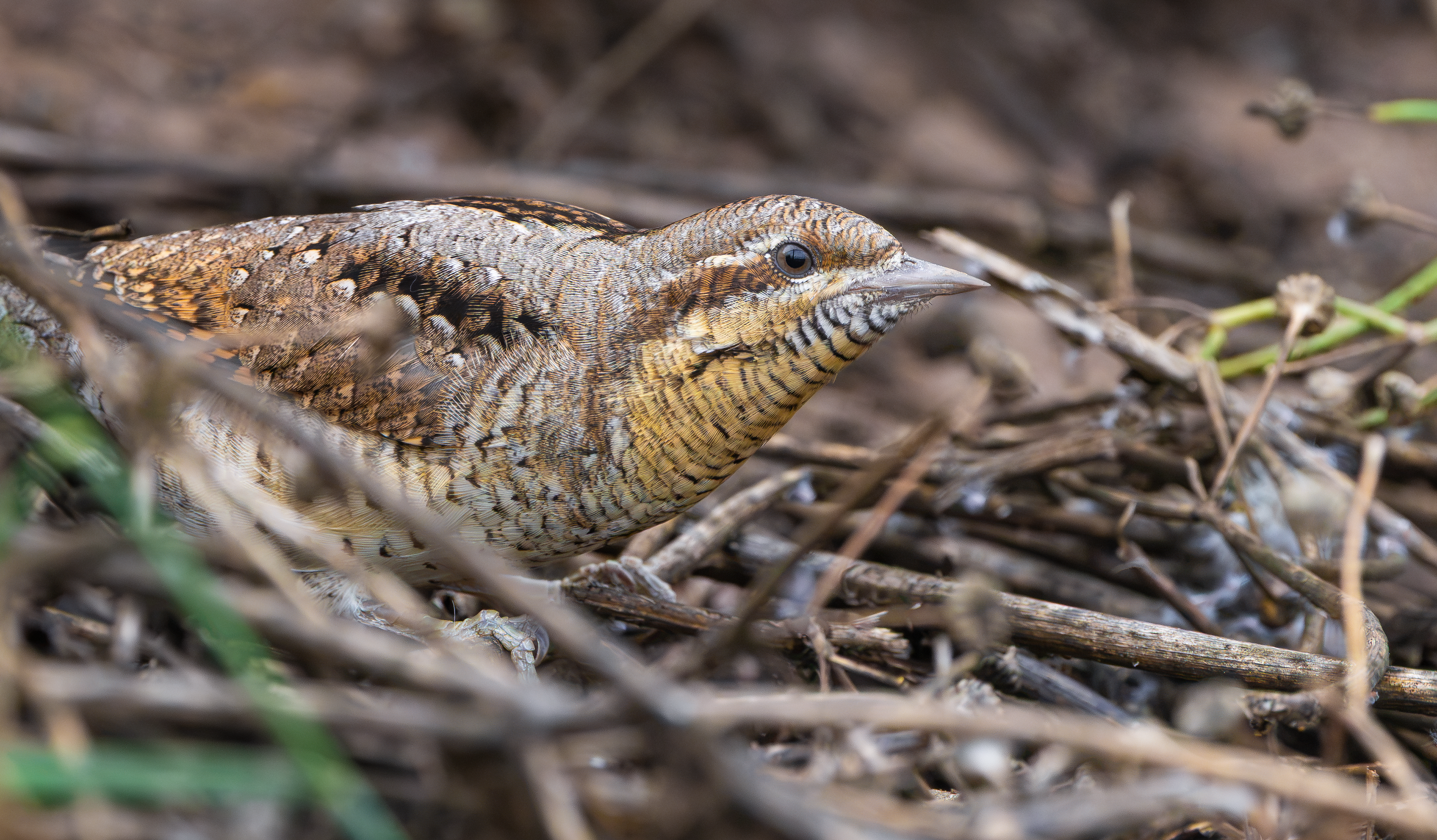 Wryneck, Freiston Shore RSPB, Lincolnshire