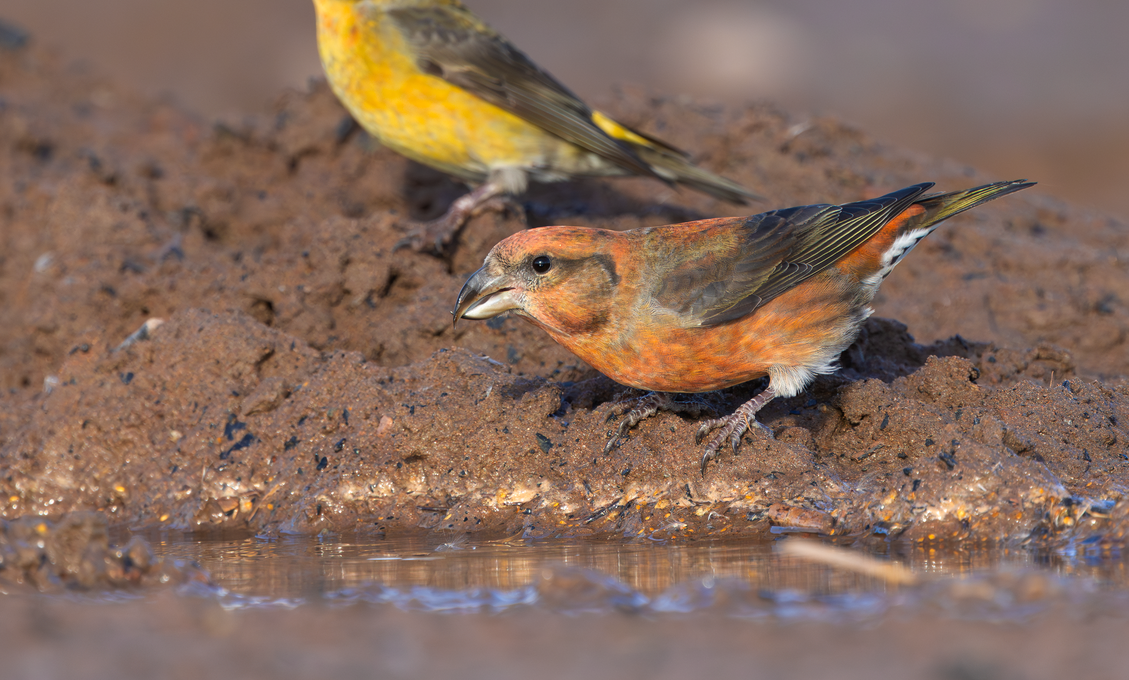 Common Crossbill, Nottinghamshire