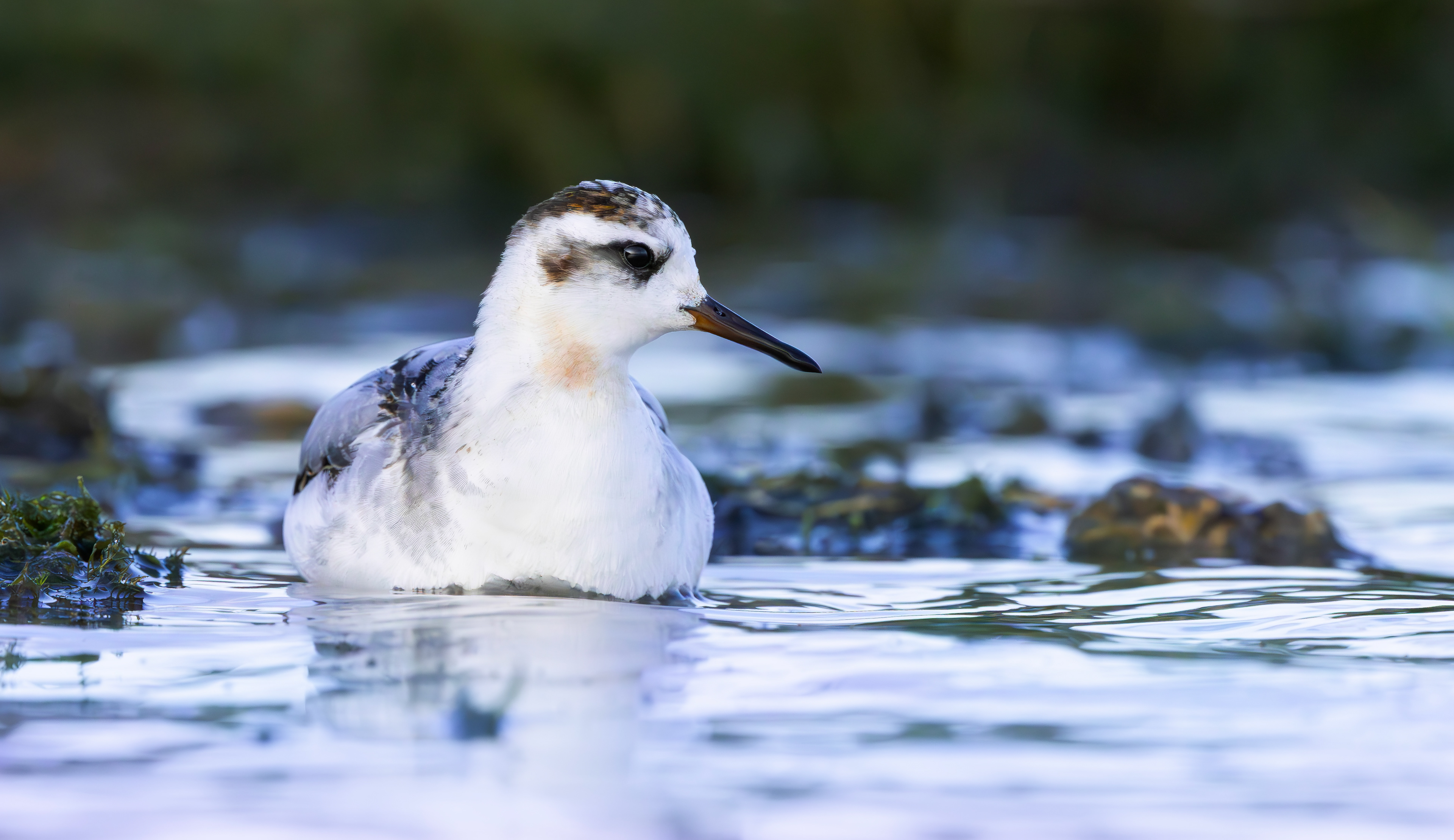 Grey Phalarope, Rutland Water, Leicestershire & Rutland