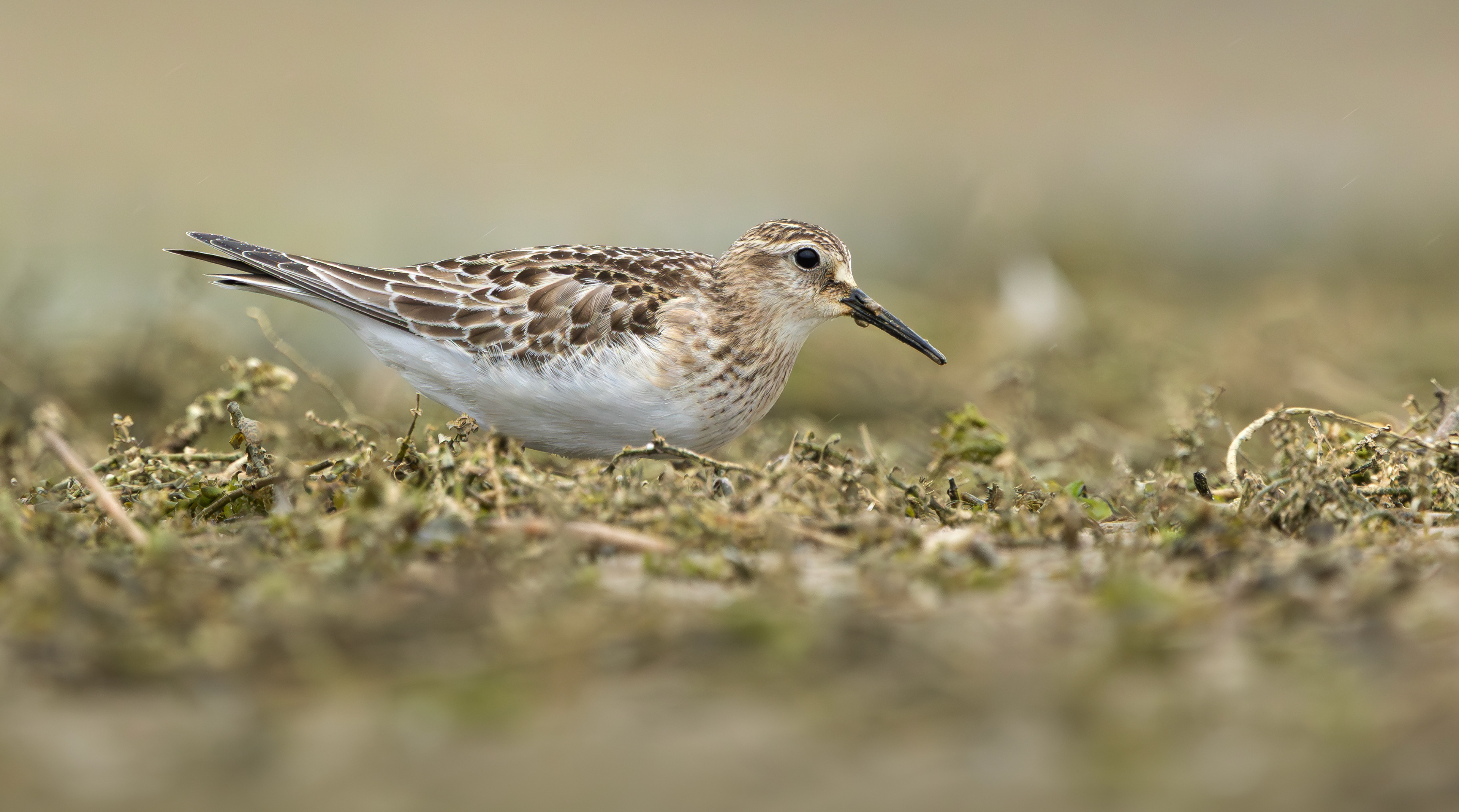 Baird's Sandpiper, Rutland Water, Leicestershire & Rutland