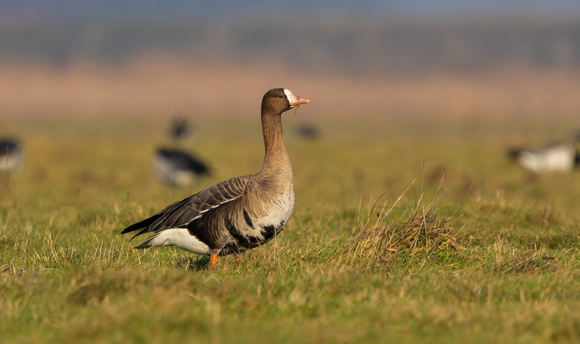 Russian White-fronted Goose, Texel
