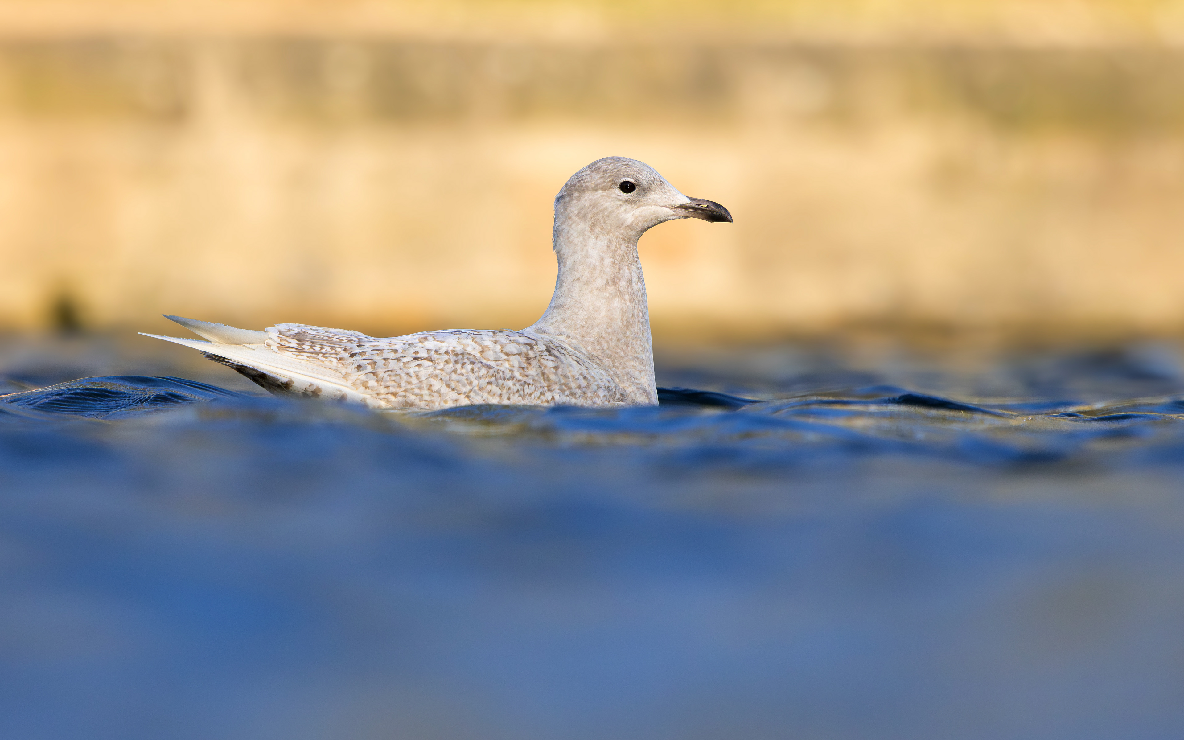 Iceland Gull, Roundhay Park, Leeds