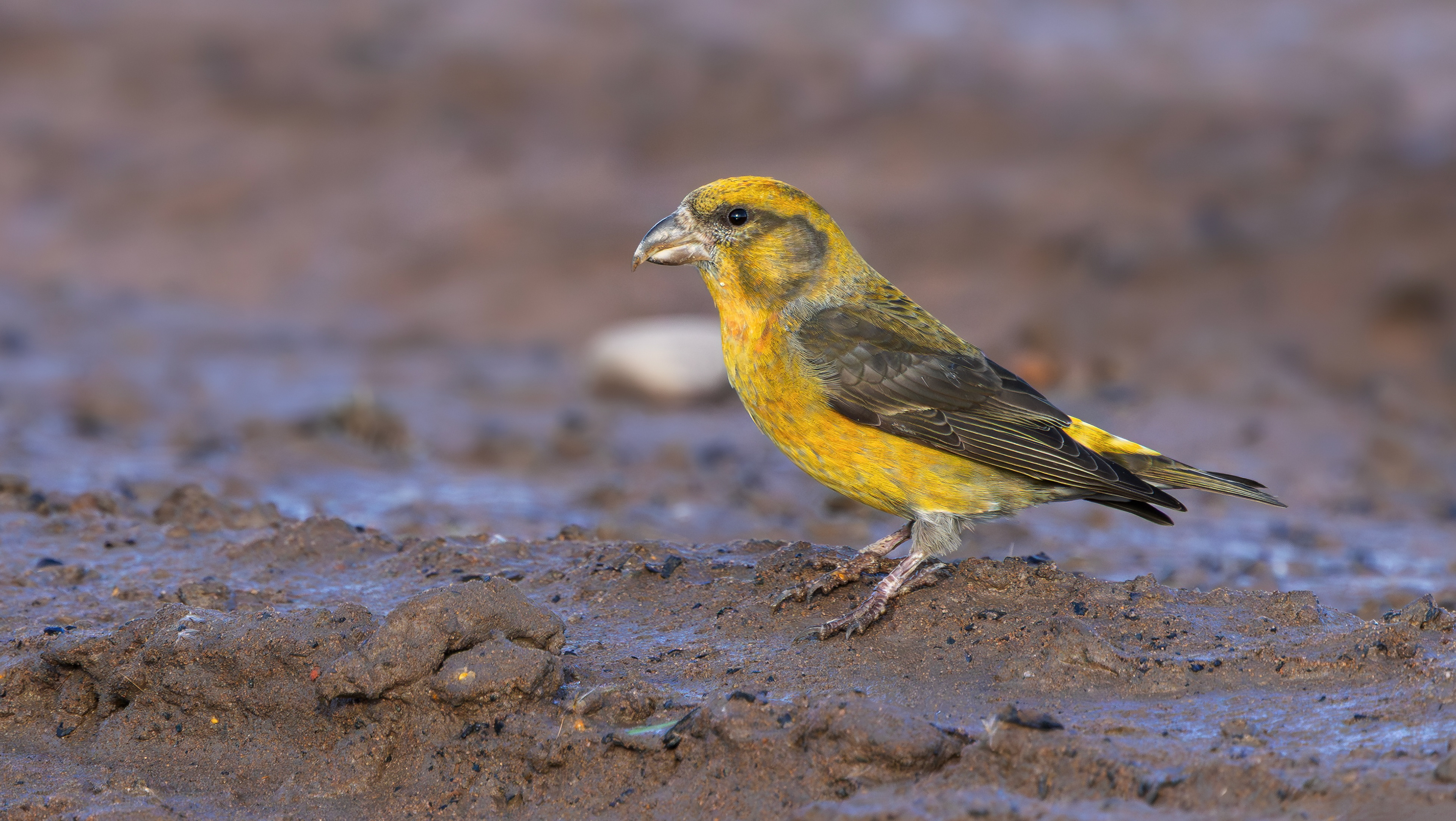 Common Crossbill, Nottinghamshire
