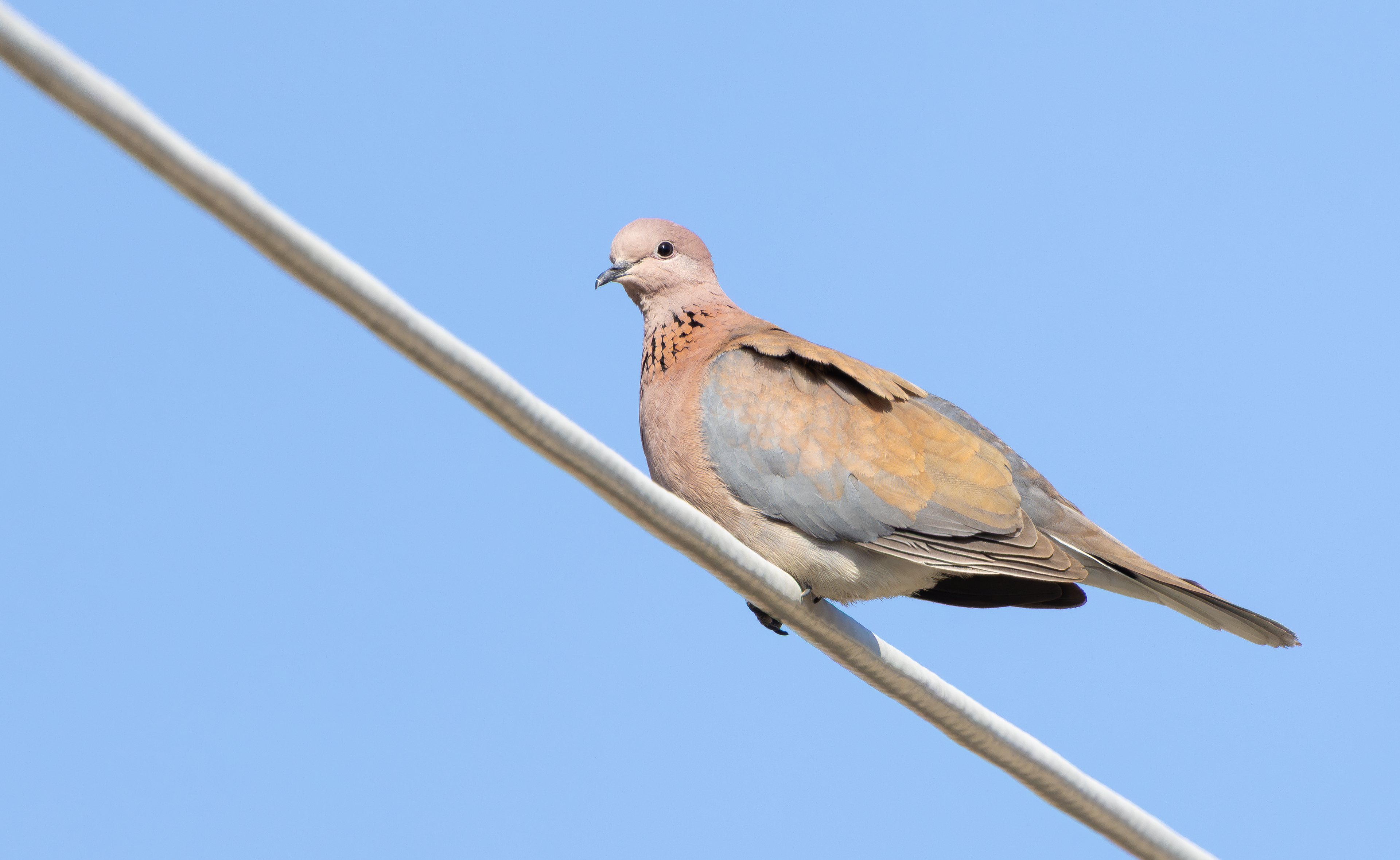 Laughing Dove