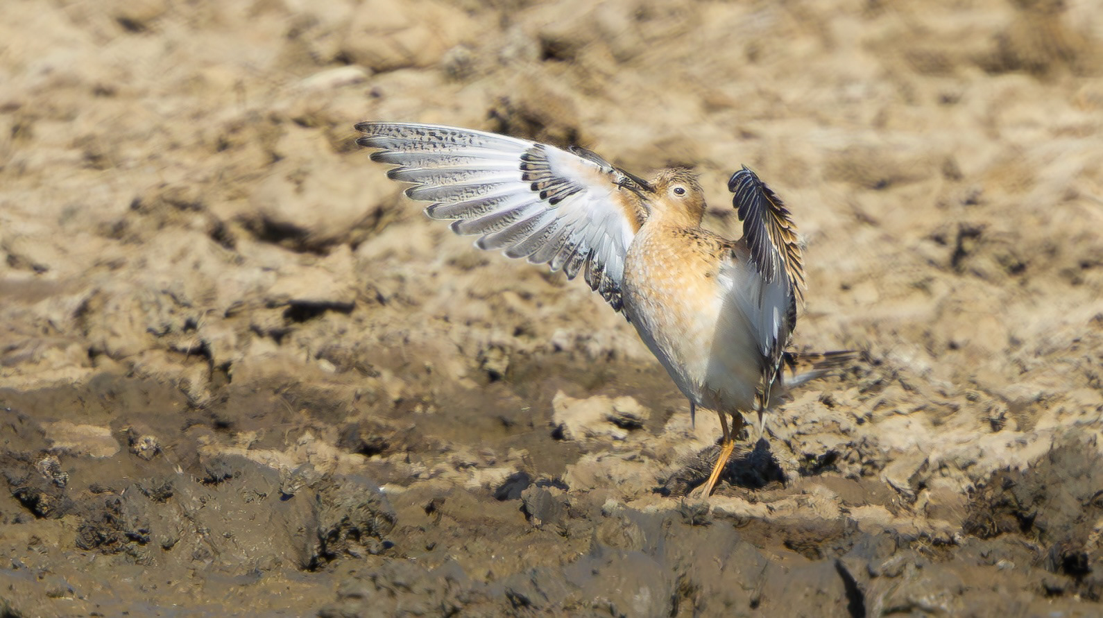 Buff-breasted Sandpiper, Halton Marshes, Lincolnshire