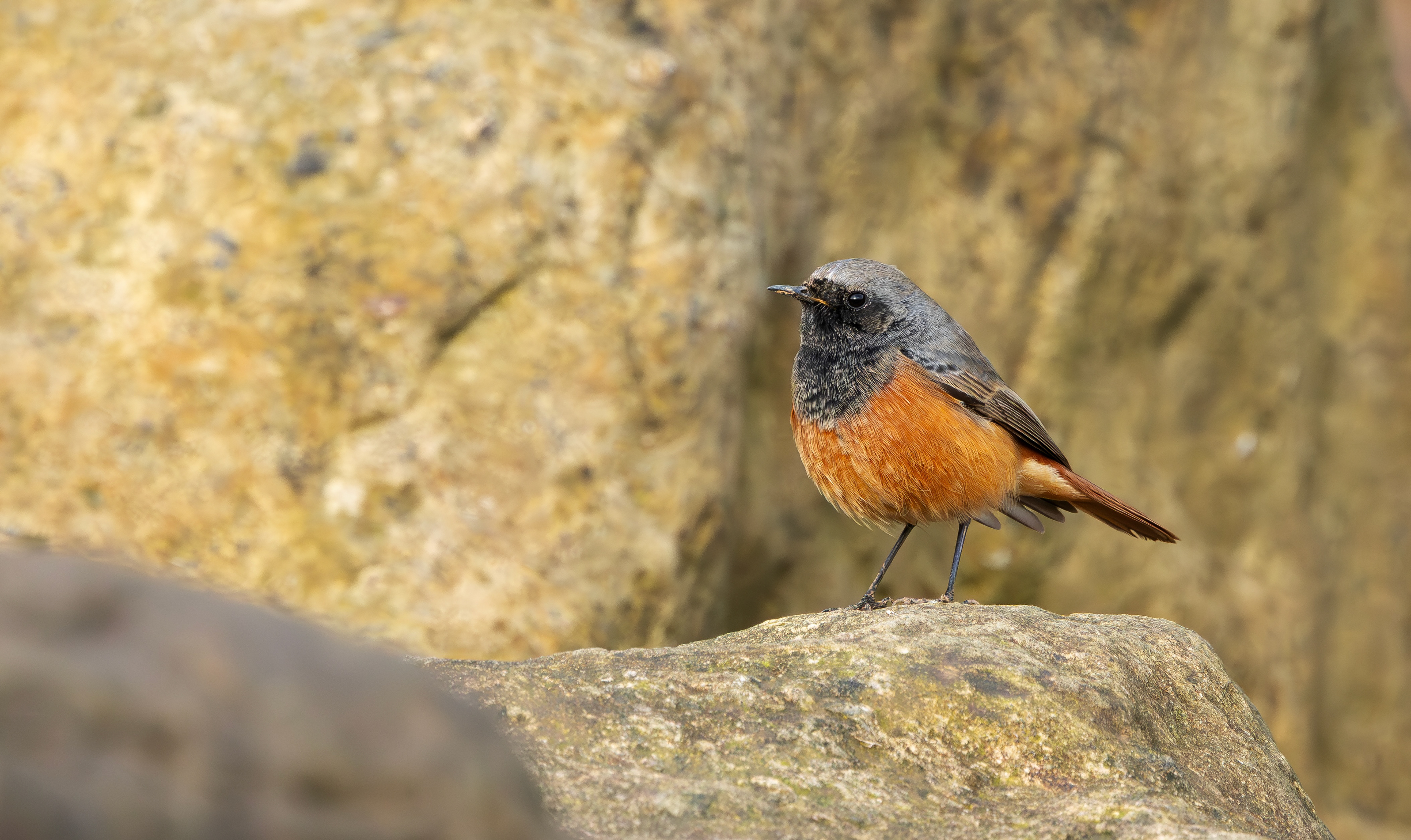 Eastern Black Redstart, Filey Brigg, North Yorkshire