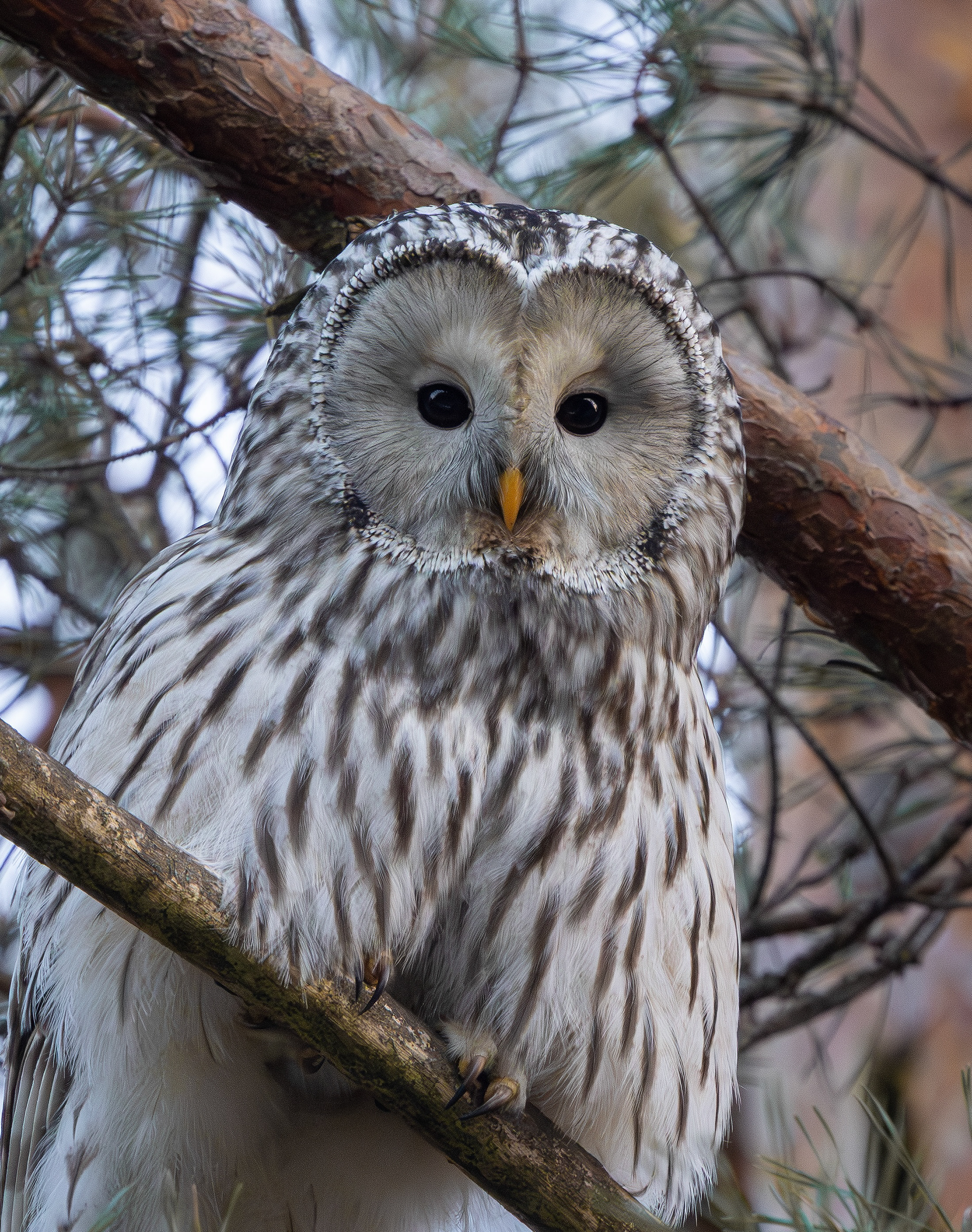 Ural Owl