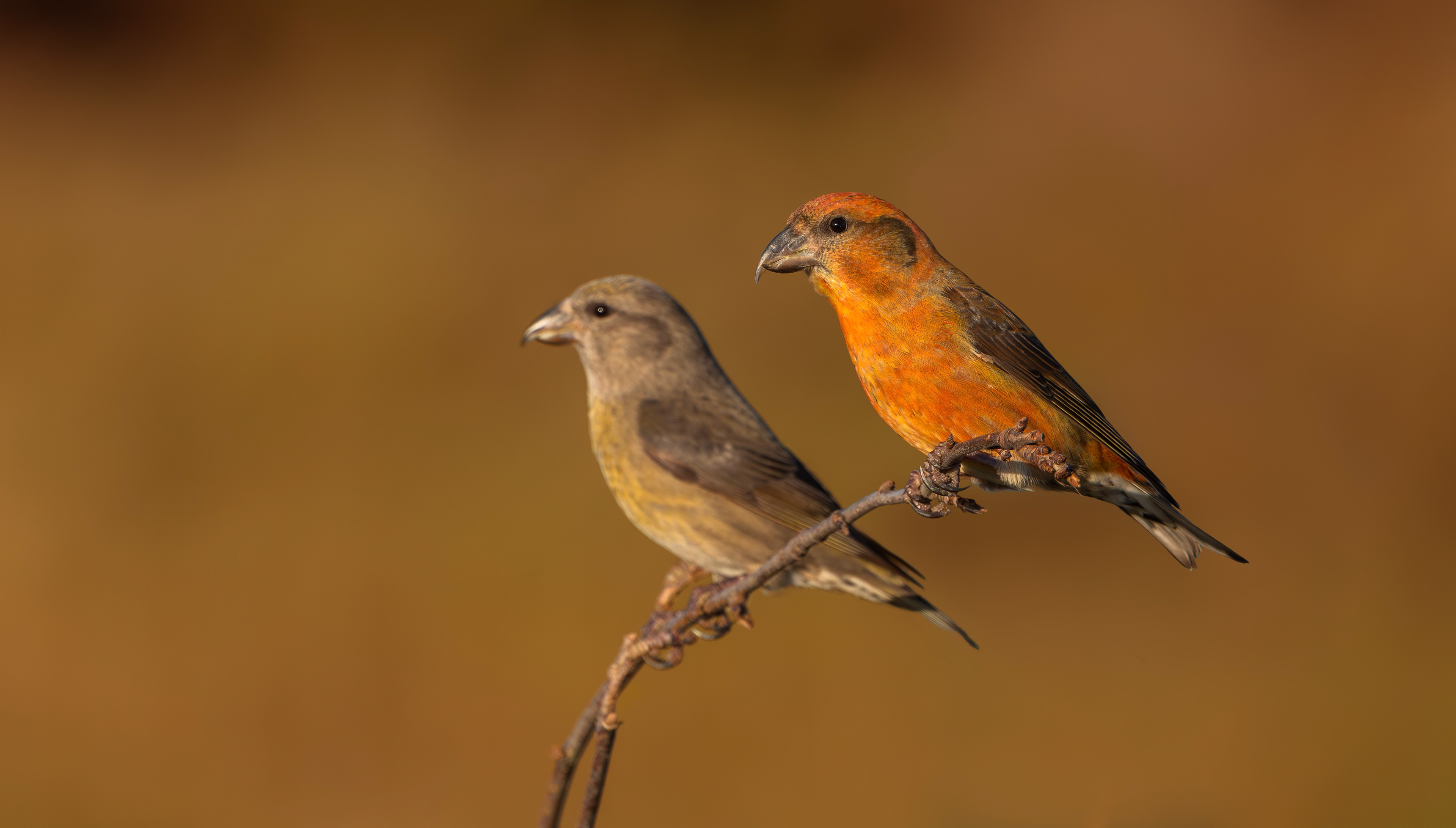 Common Crossbills, Nottinghamshire