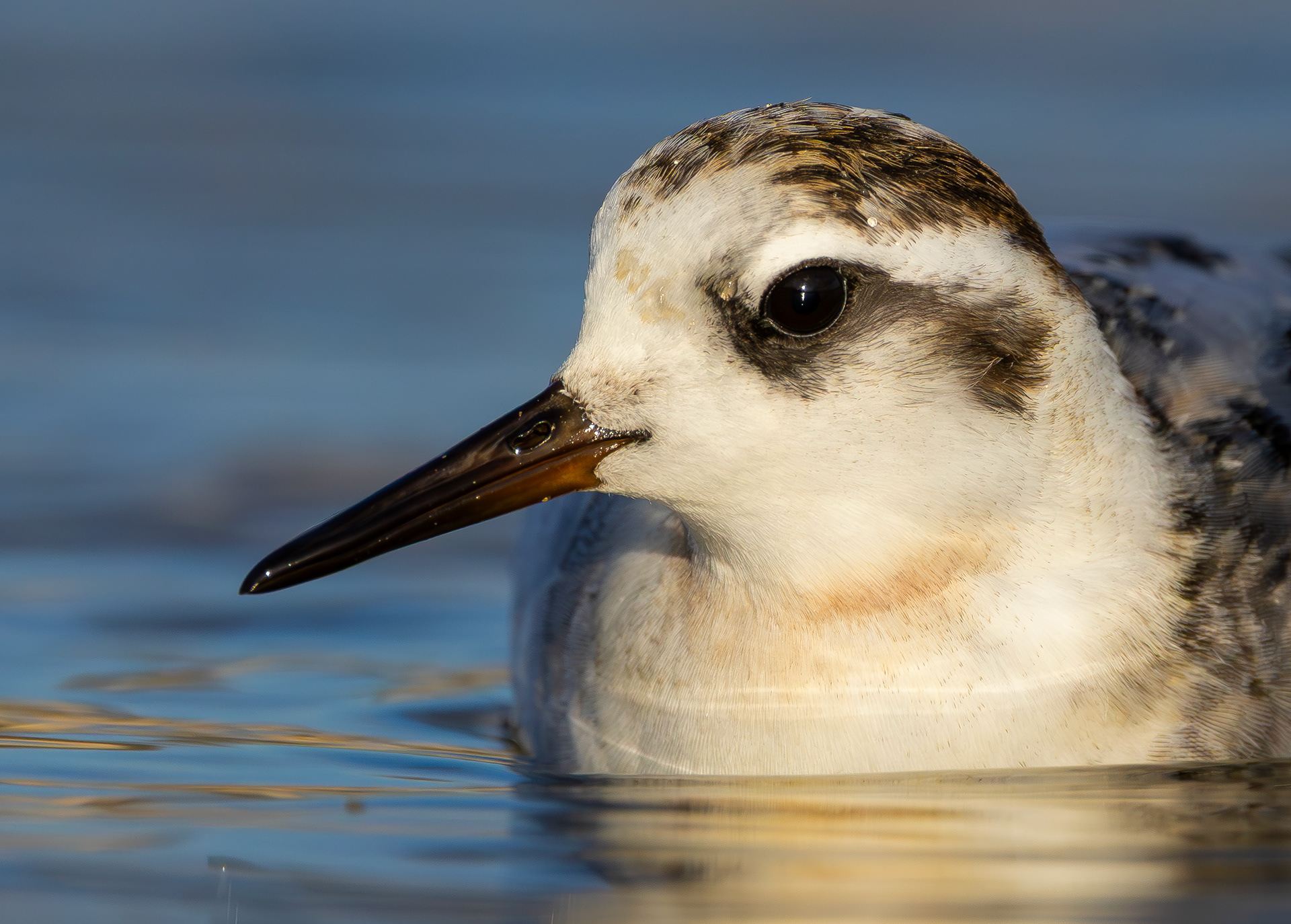 Grey Phalarope, Rutland Water, Leicestershire & Rutland