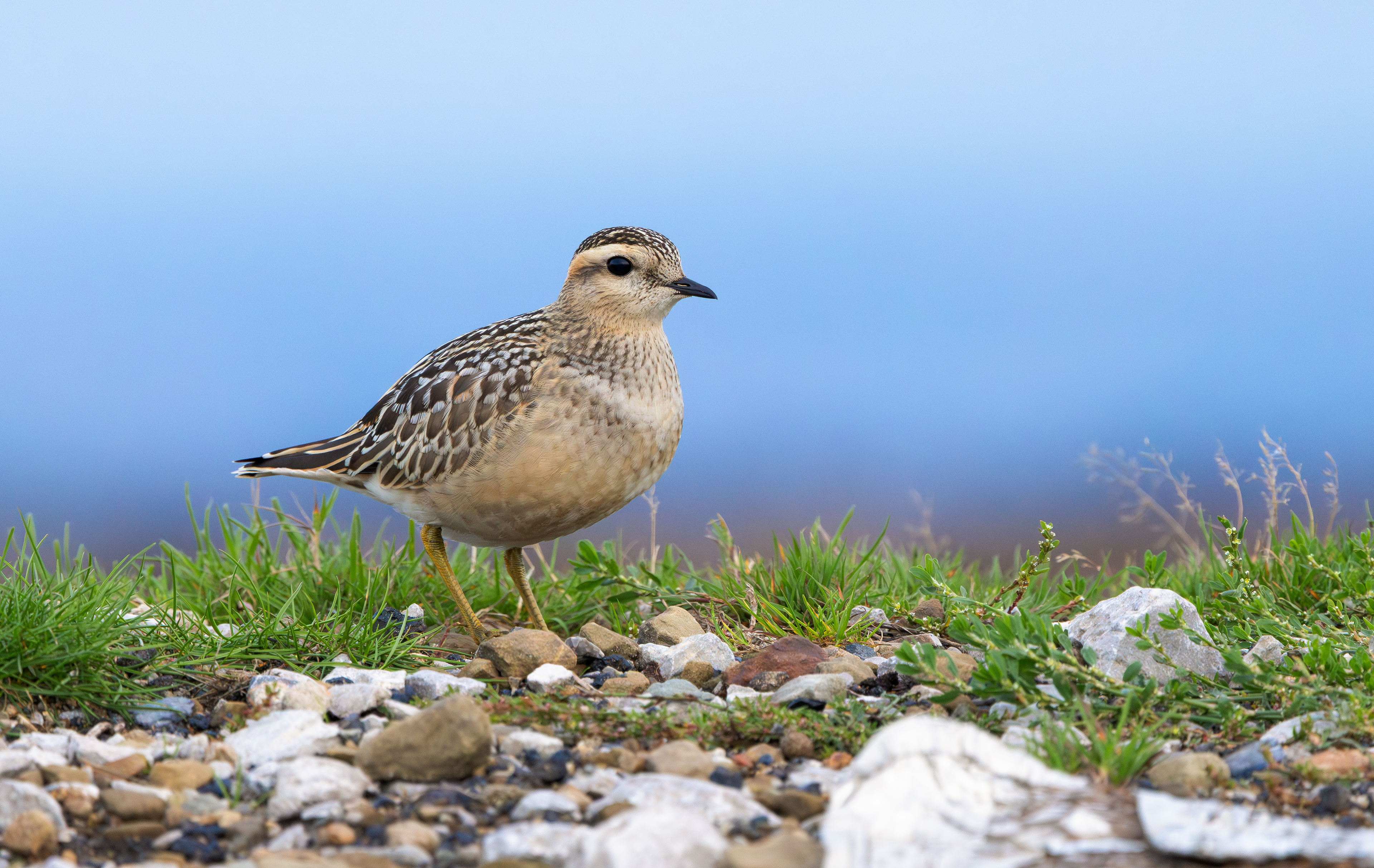Eurasian Dotterel, Burbage Moor, South Yorkshire