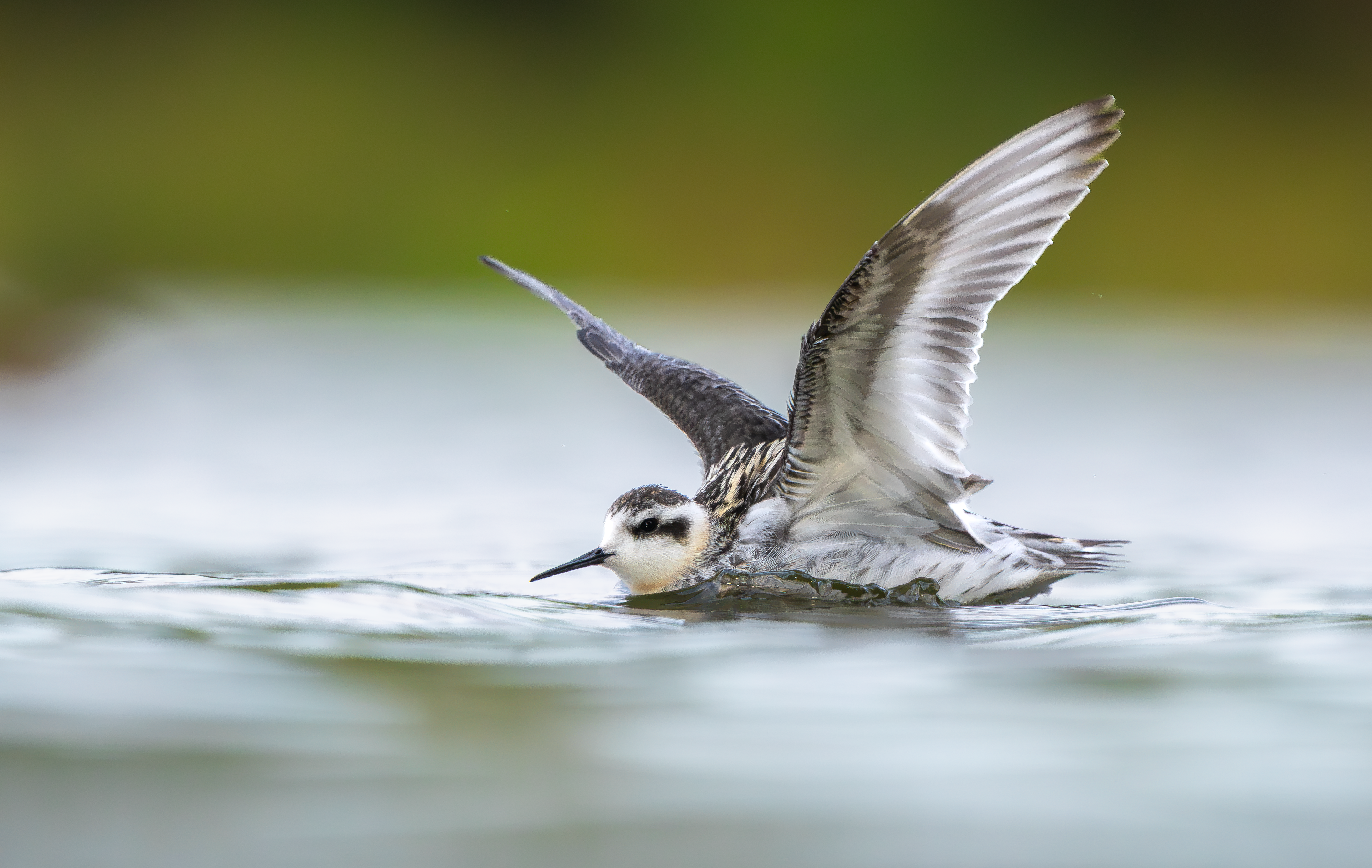 Red-necked Phalarope, Kingsbury Water Park, Warwickshire