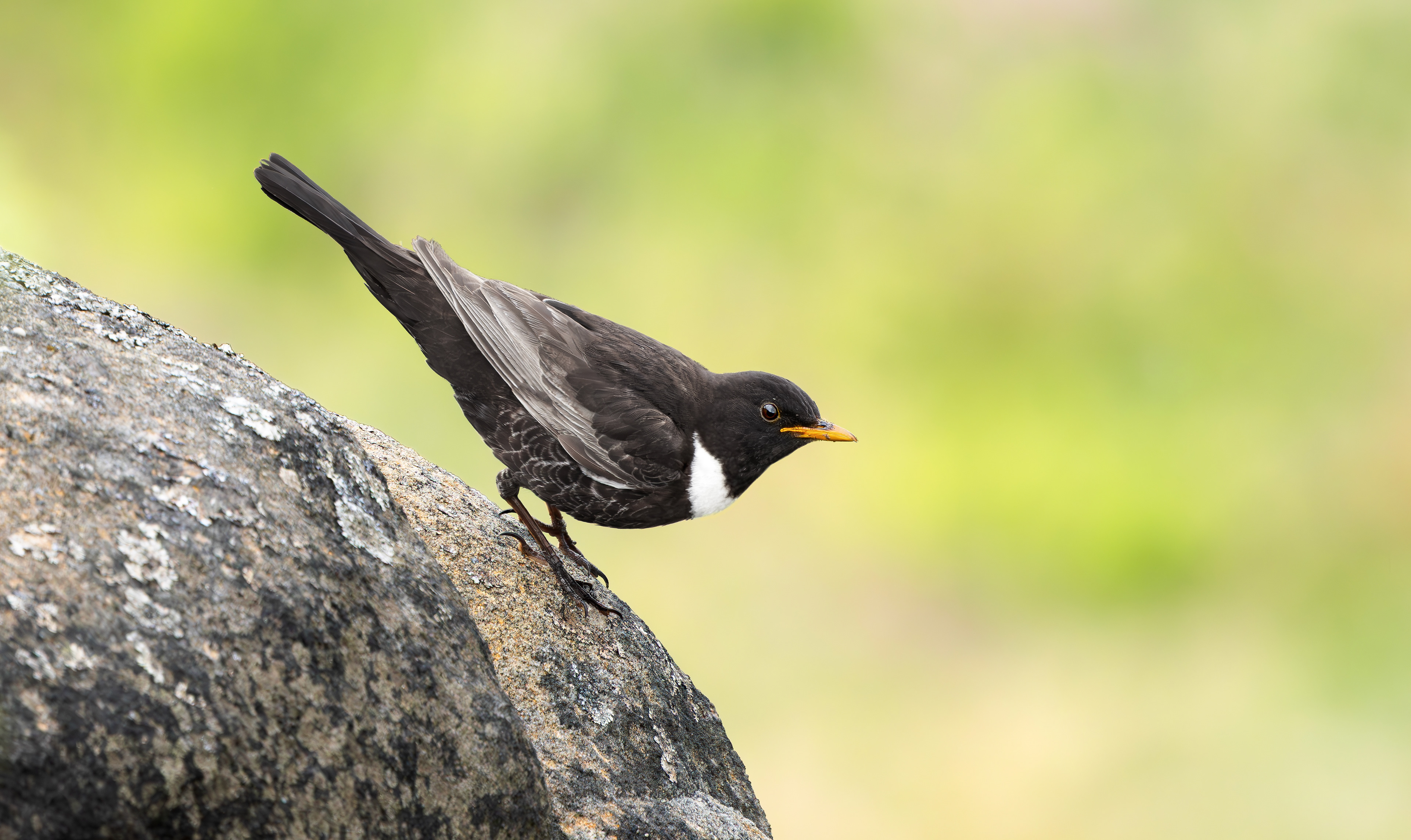 Ring Ouzel, Peak District