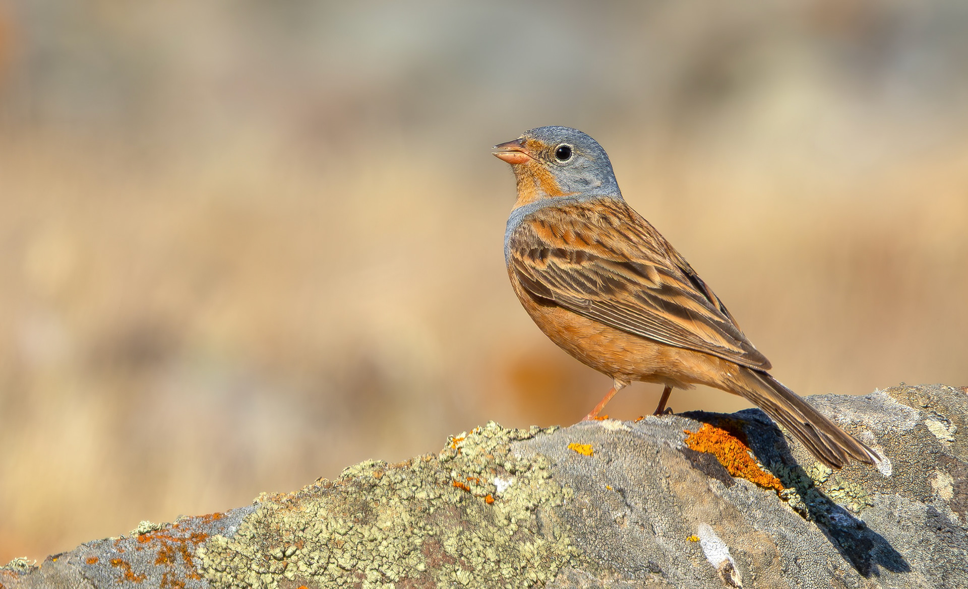 Cretzschmar's Bunting