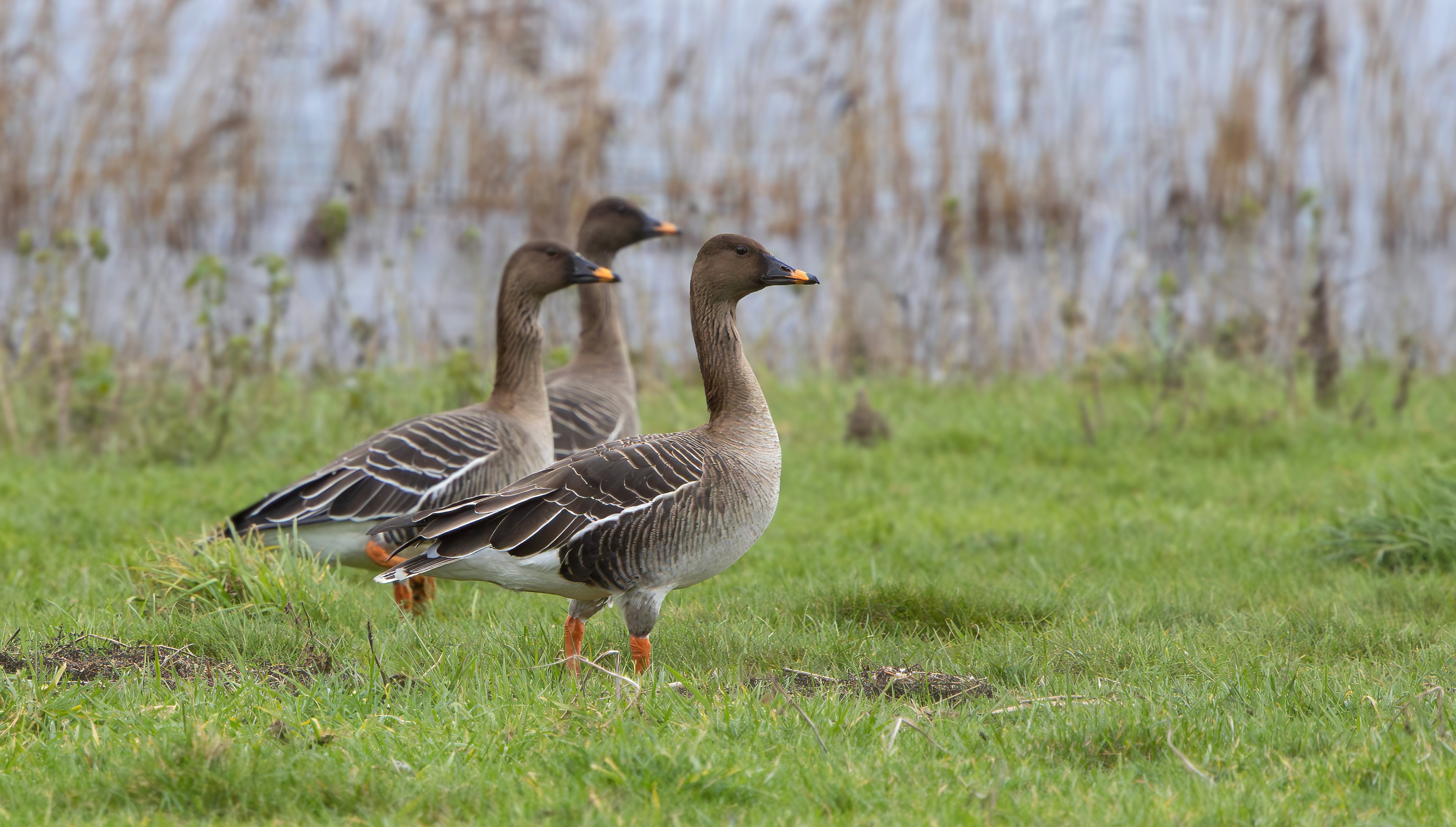 Tundra Bean Geese, Girton Pits, Nottinghamshire