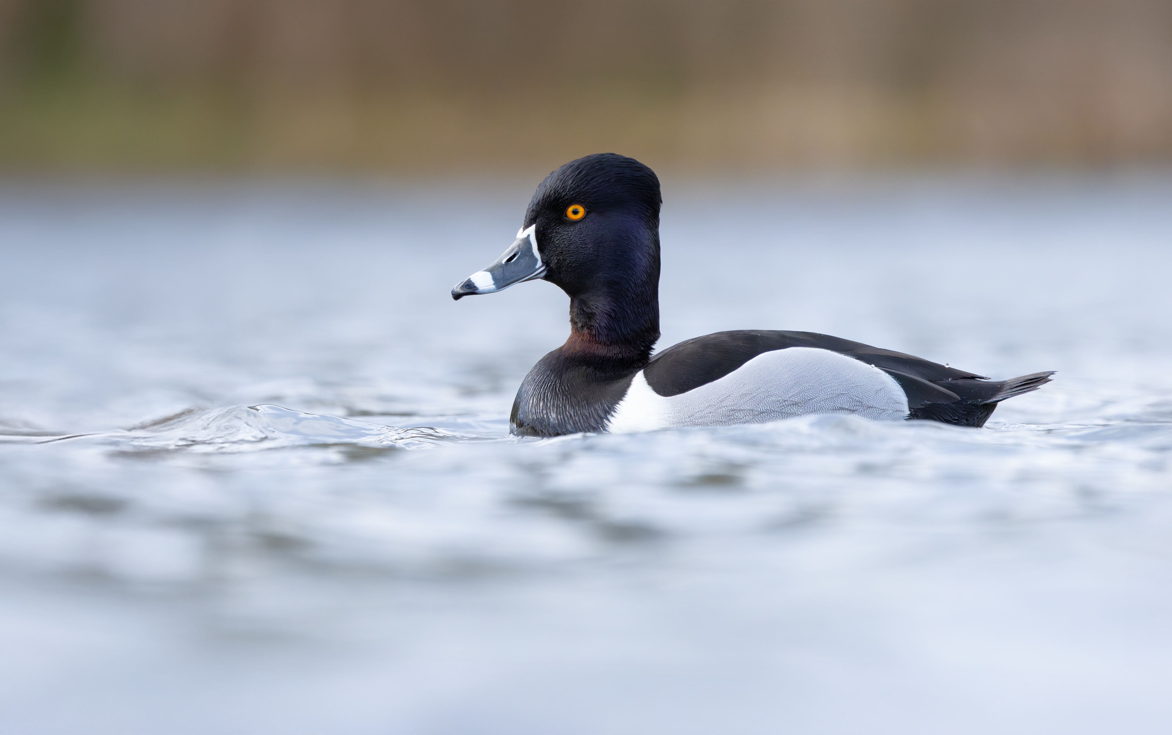 Ring-necked Duck, Codnor Park, Derbyshire