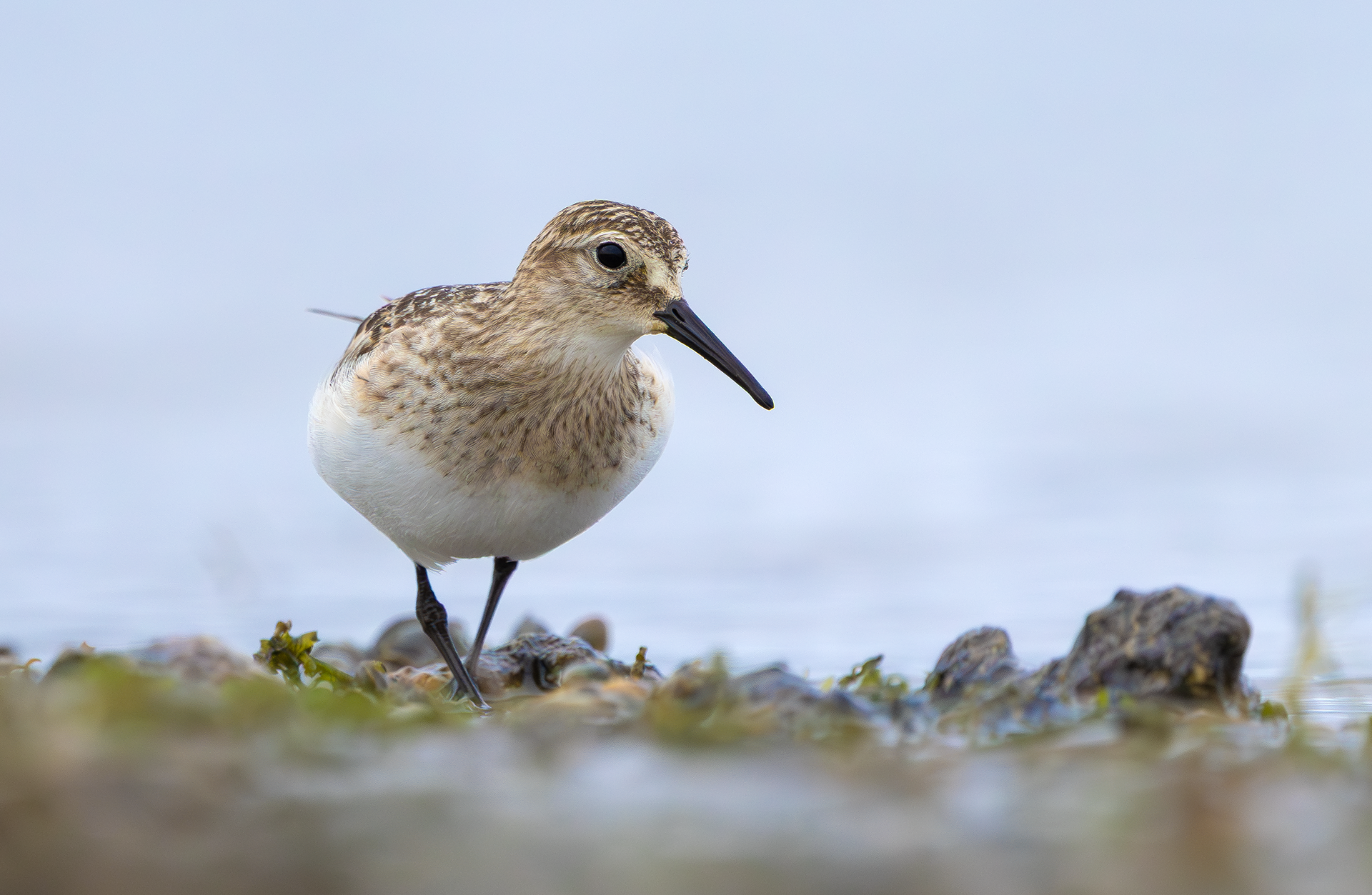 Baird's Sandpiper, Rutland Water, Leicestershire & Rutland