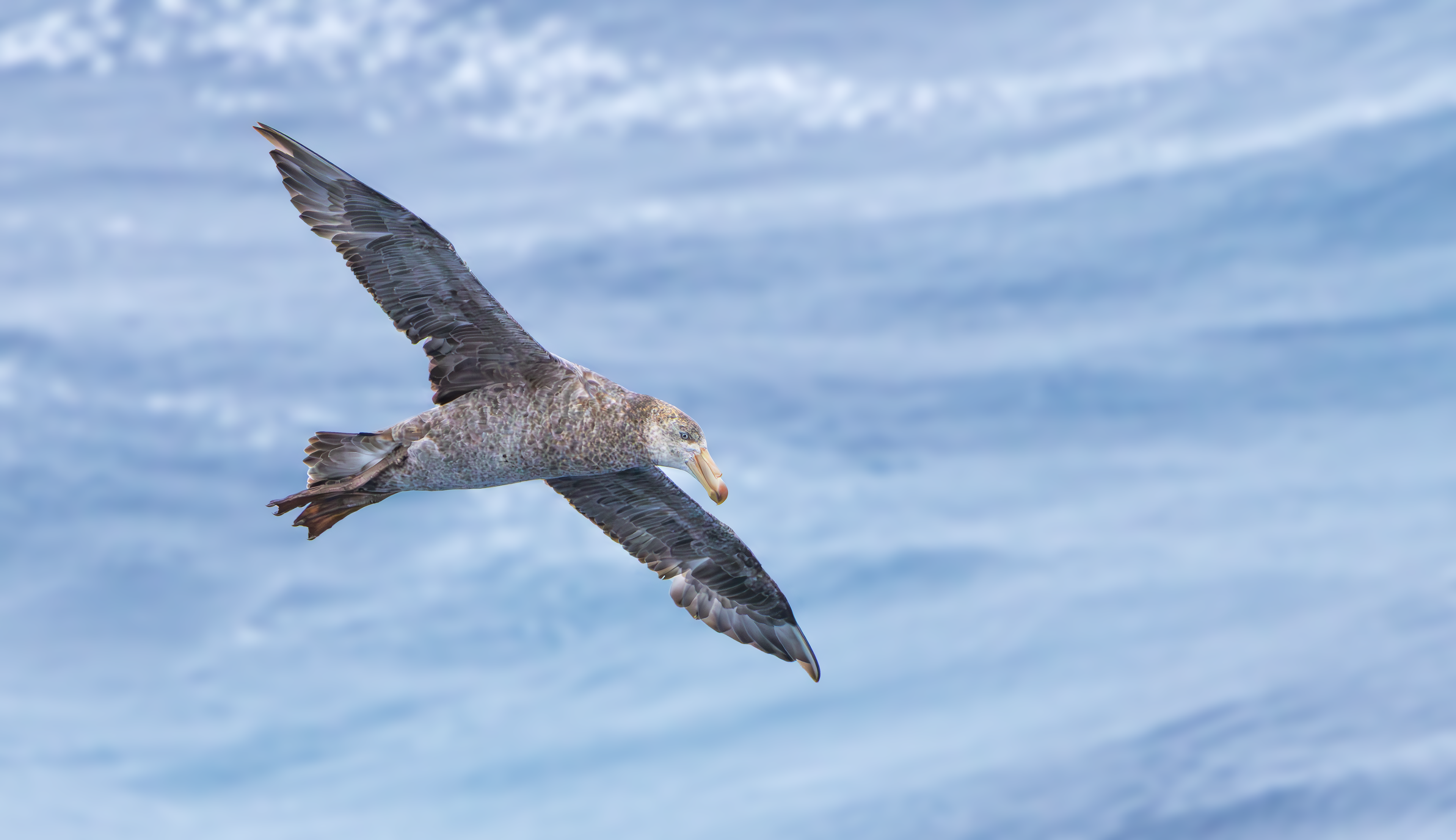 Northern Giant Petrel, Marion Island