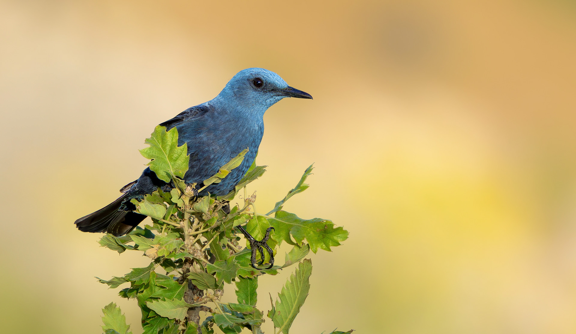 Blue Rock Thrush