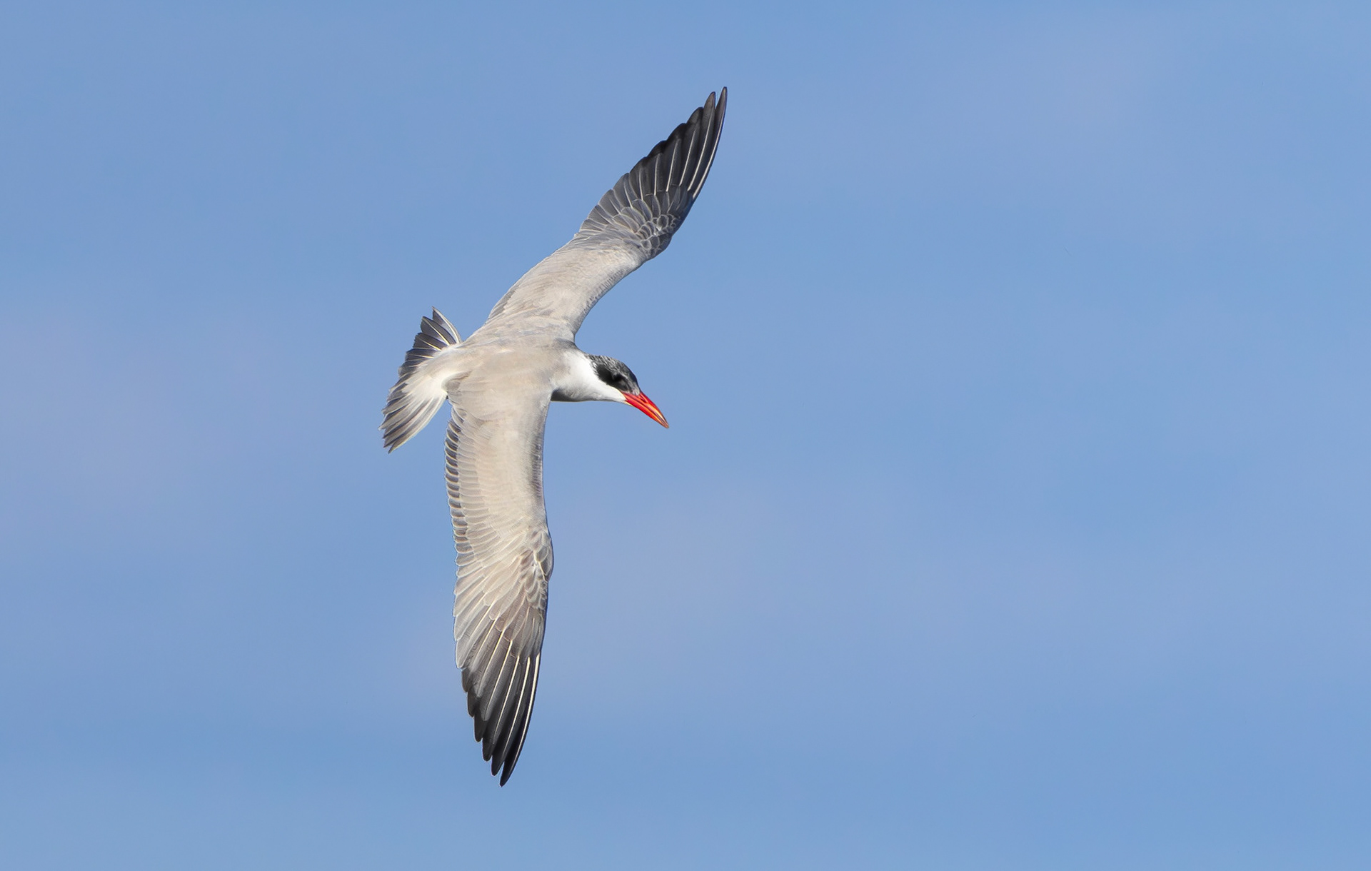 Caspian Tern, Holme Pierrepont, Nottinghamshire