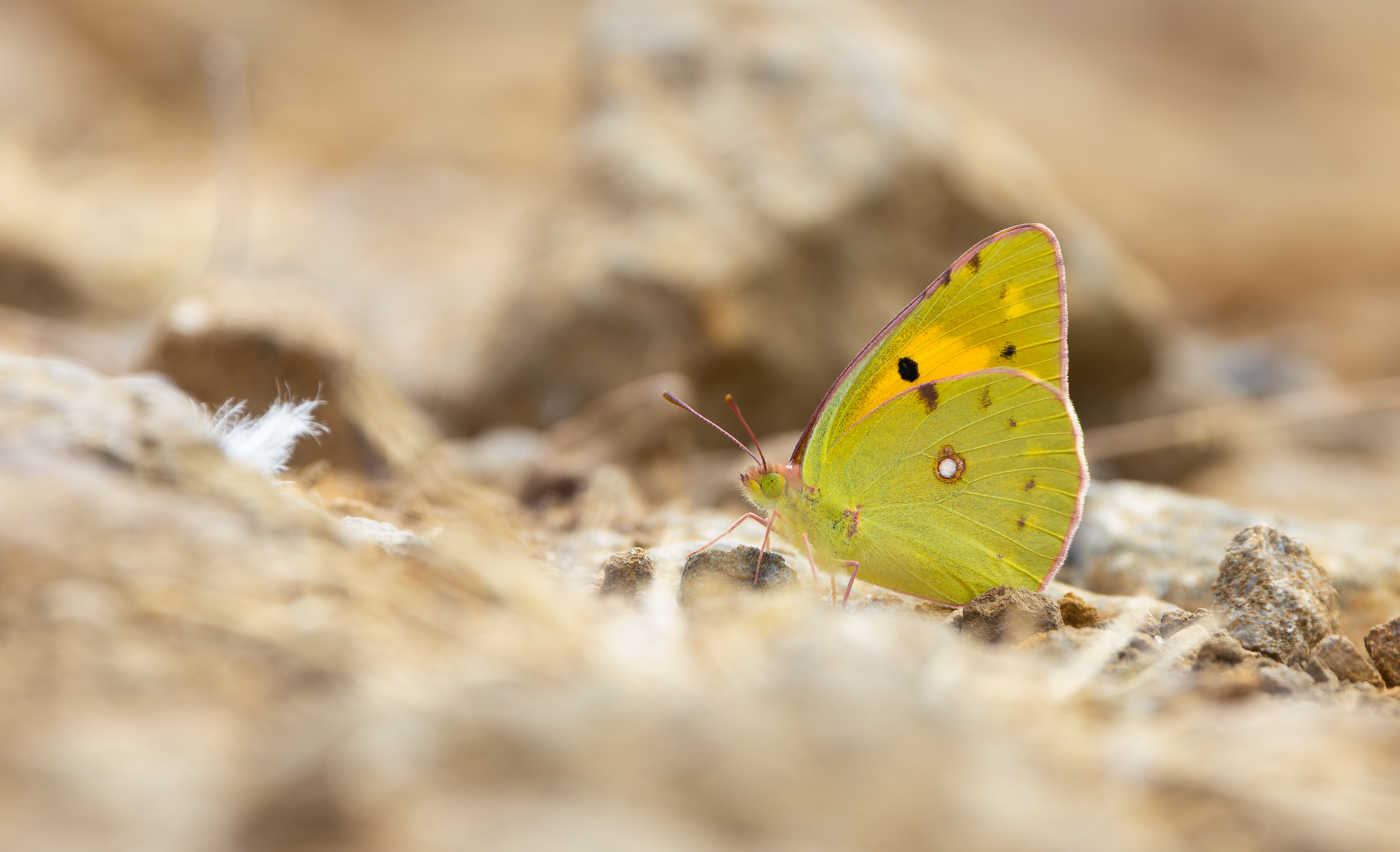 Clouded Yellow, Plumpton Wood, Northamptonshire