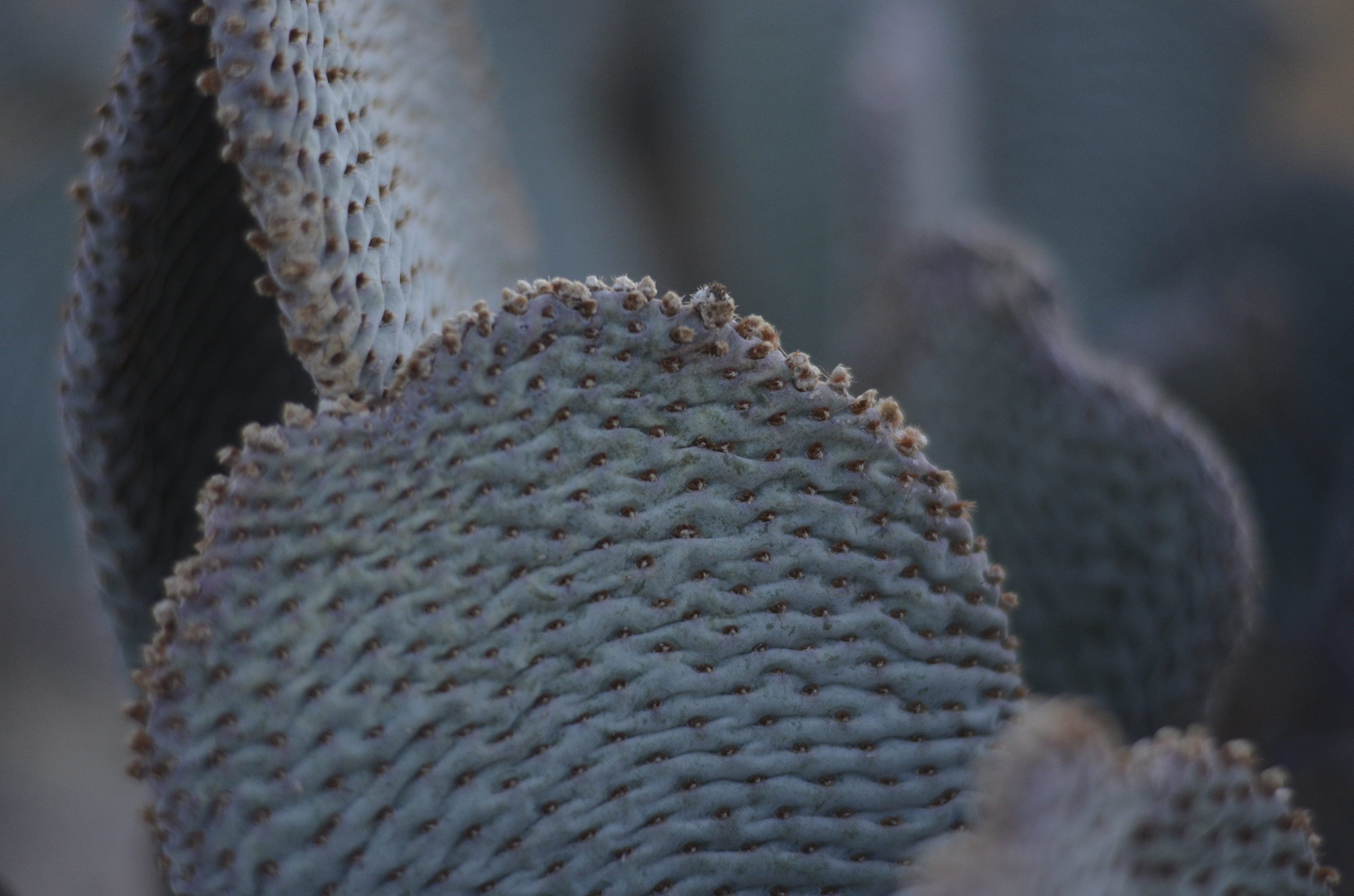 Los Angeles, California