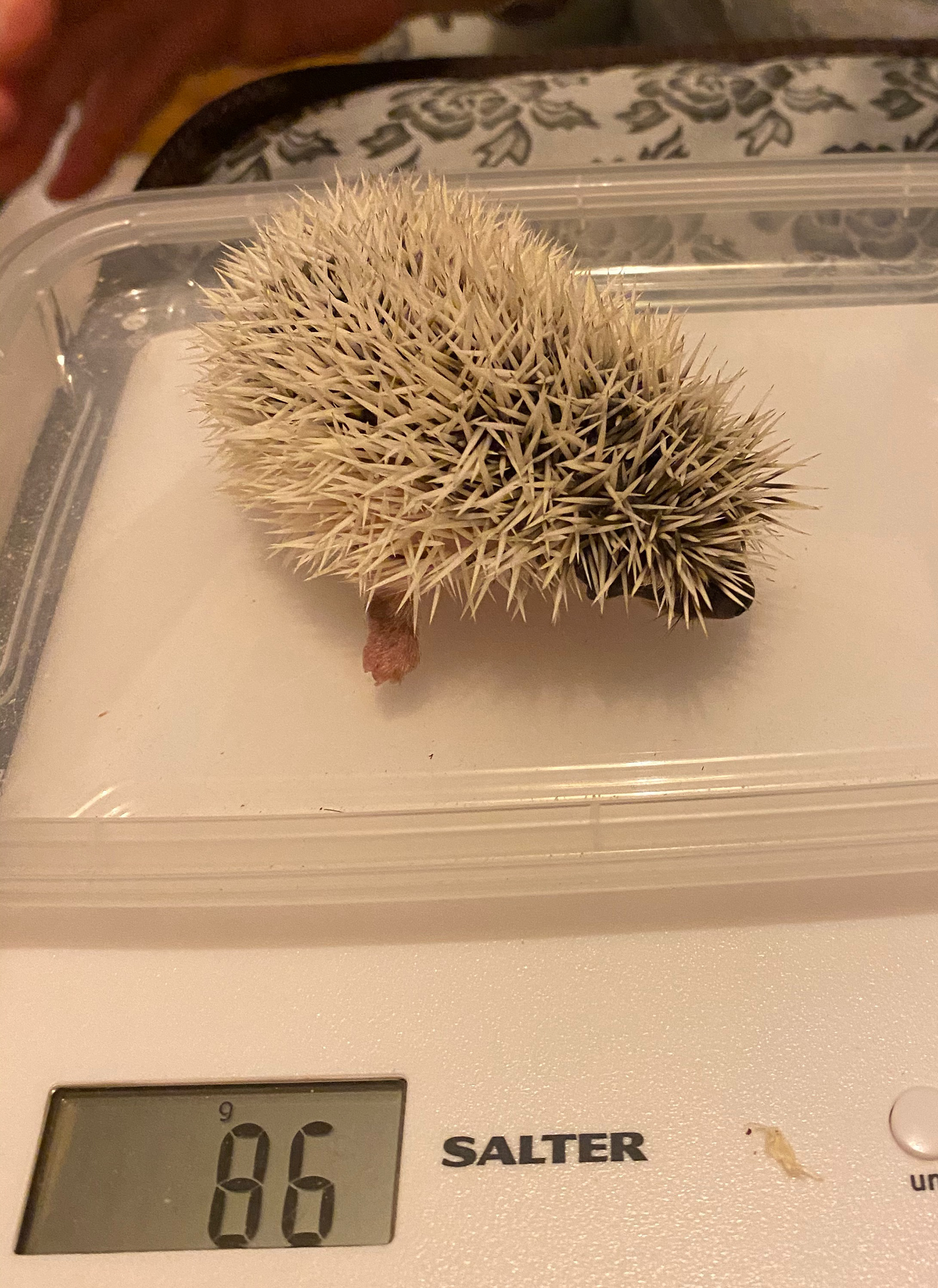 Hoglets need to weigh at least 150g before going to their new home.