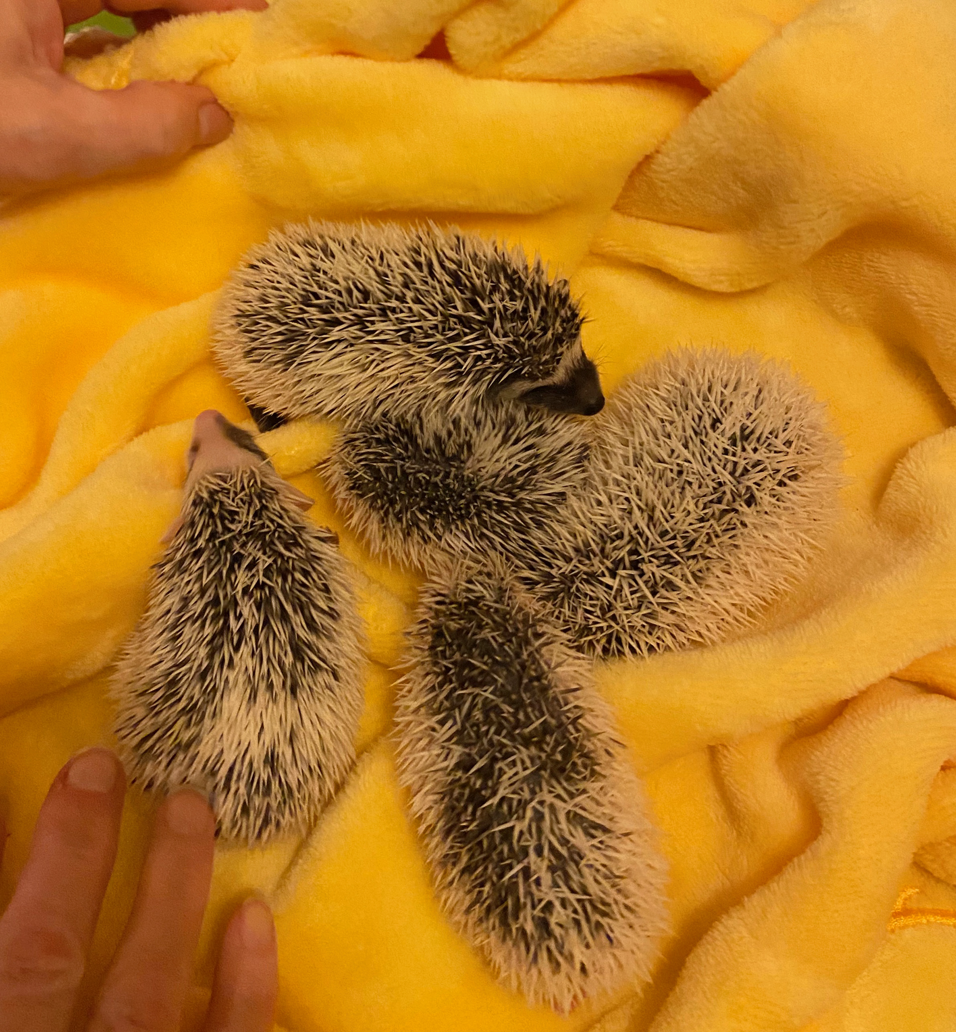 Buttercup's Litter - December 2020