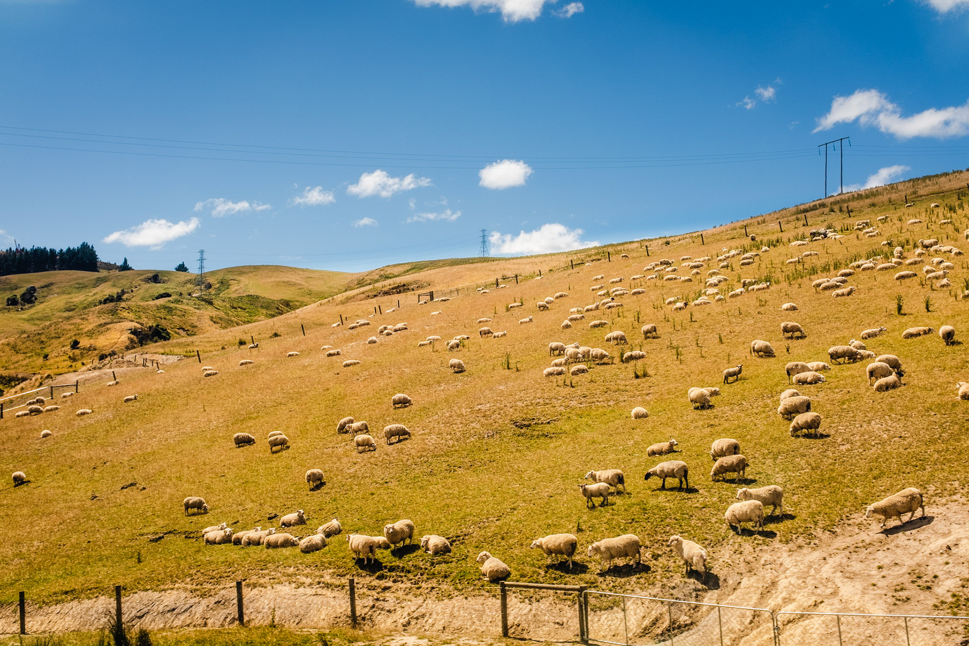 Dunedin - Taieri Gorge